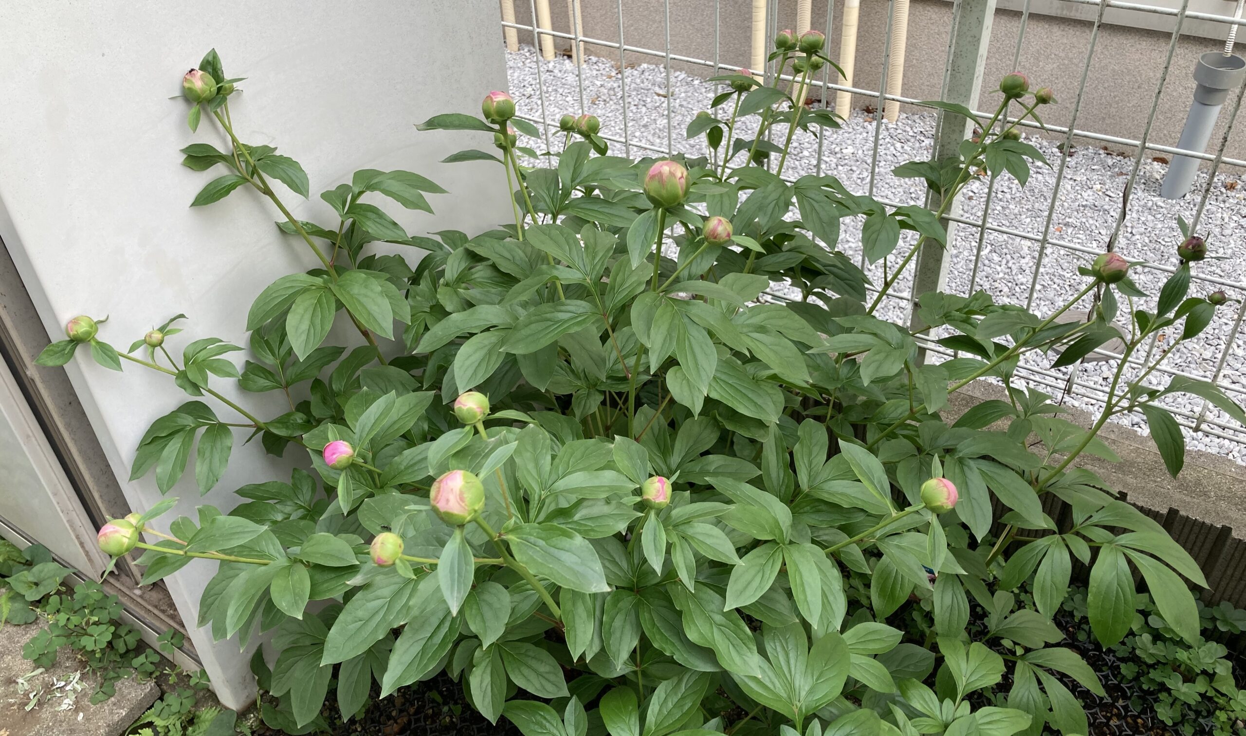 開花目前の春の粧の様子②