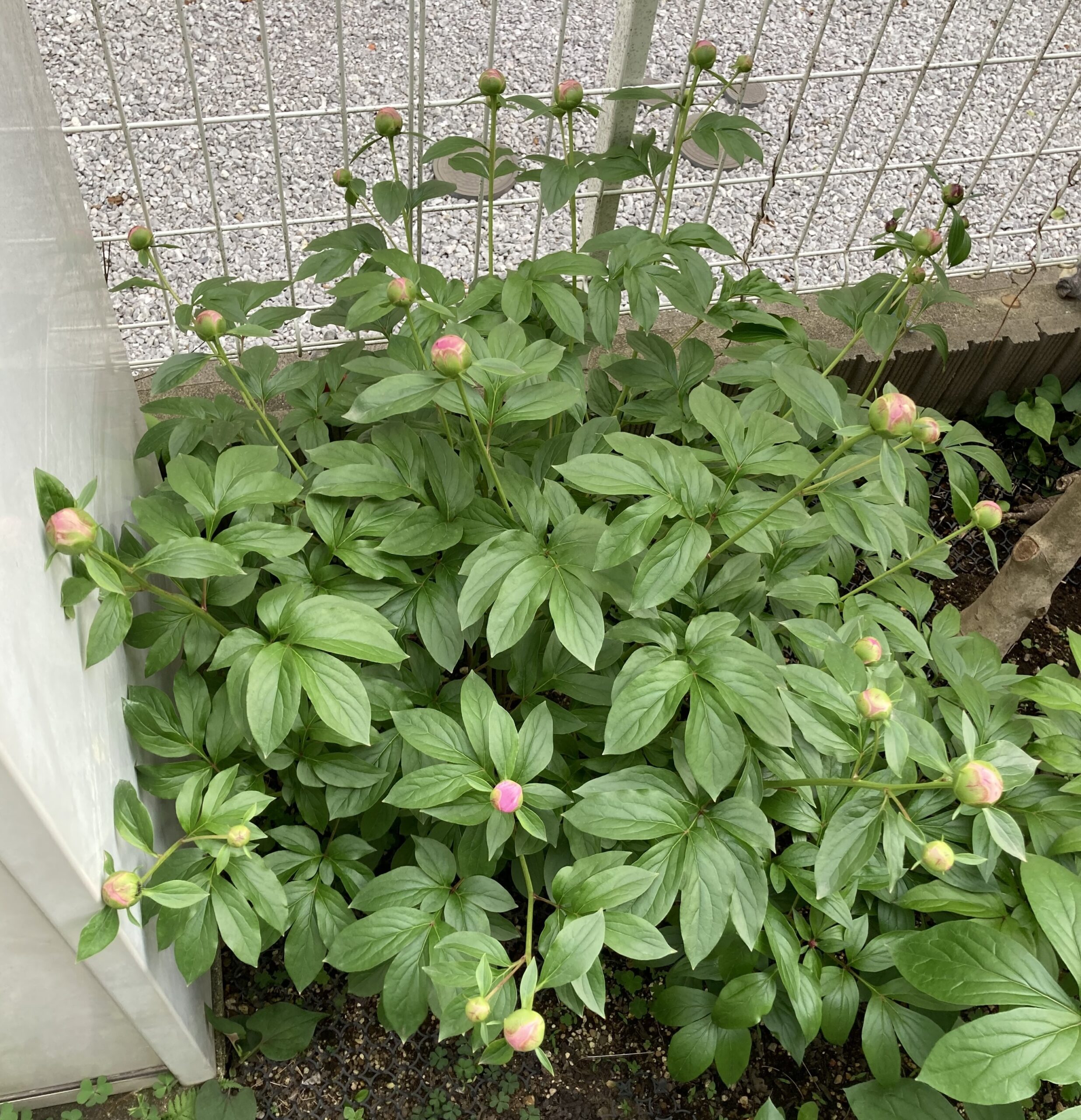 開花目前の春の粧の様子③