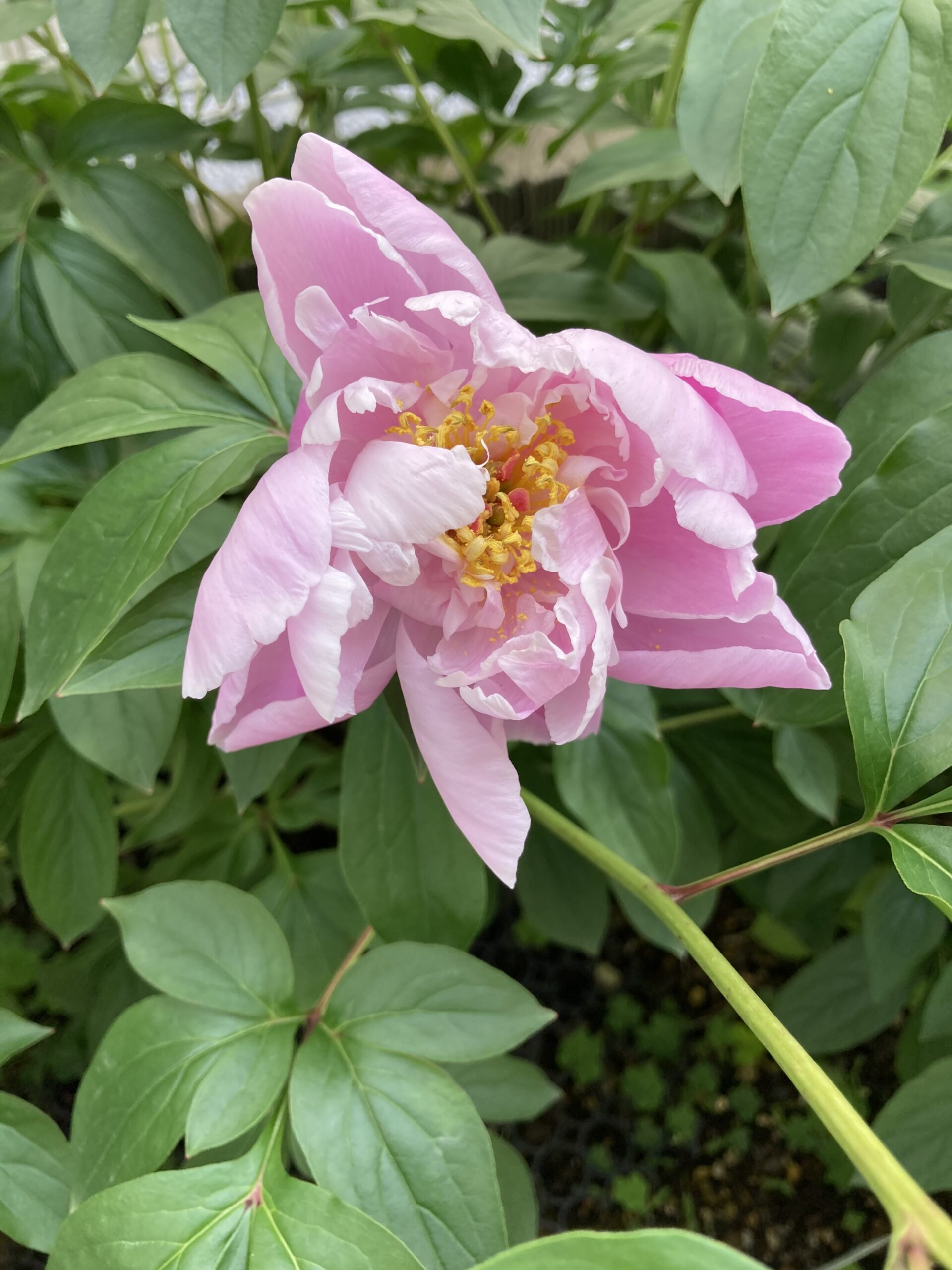 雨にやられた開花第１号の春の粧