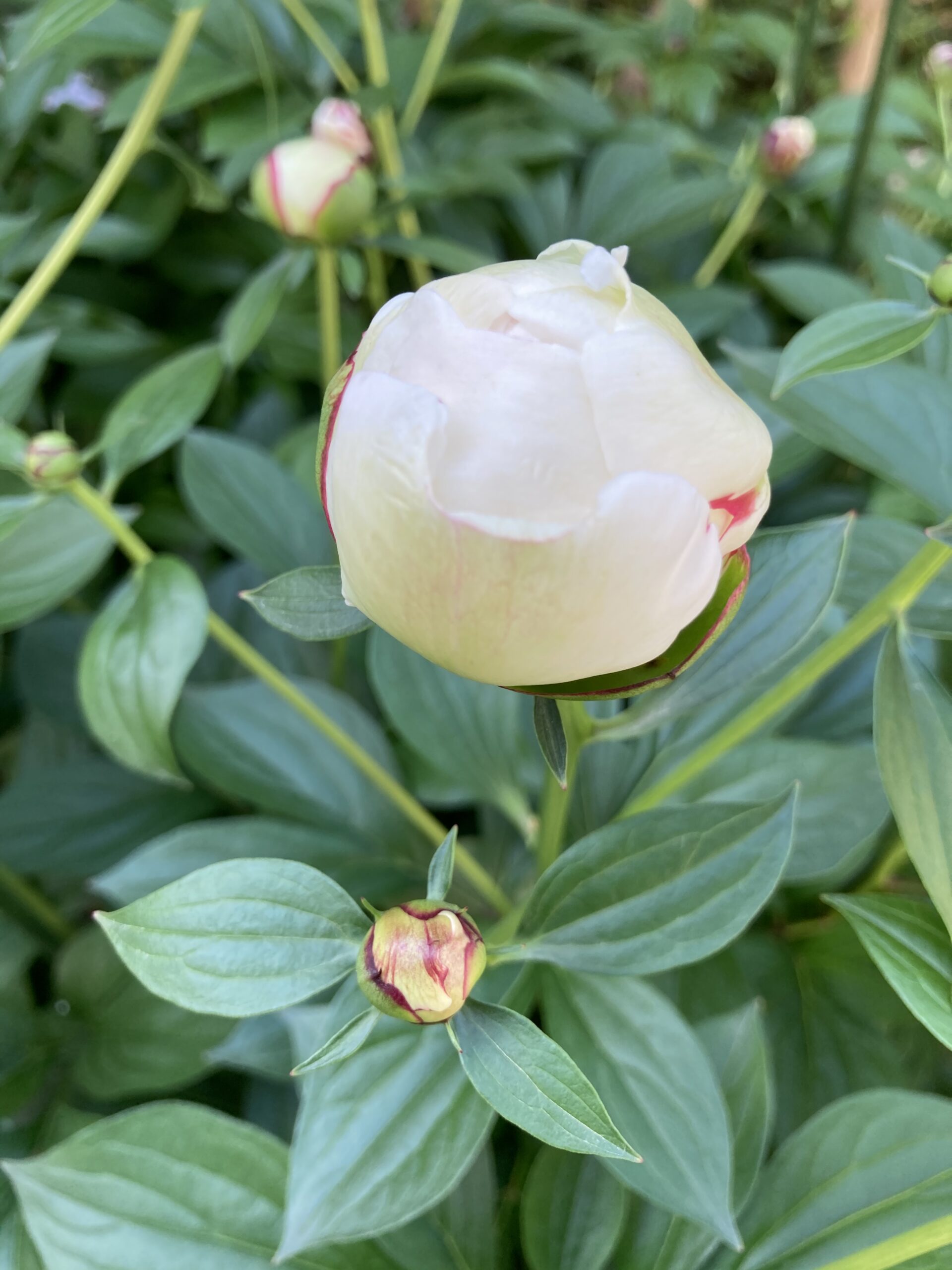 ラテンドールの開花目前の蕾の様子