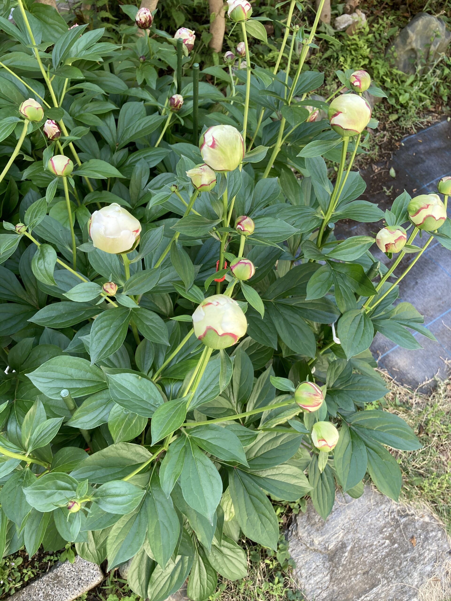 開花目前の蕾をたくさん抱えたラテンドールの姿④