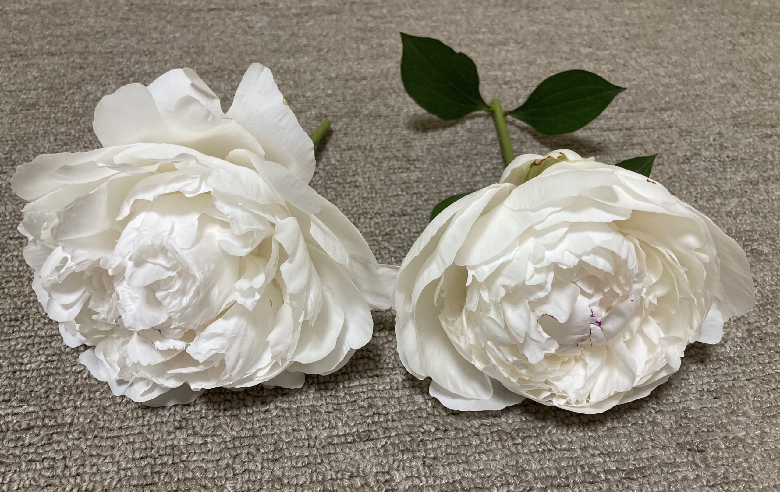 ドライフラワーにする剪定した直後のシャクヤク。開花したラテンドールの花２輪。