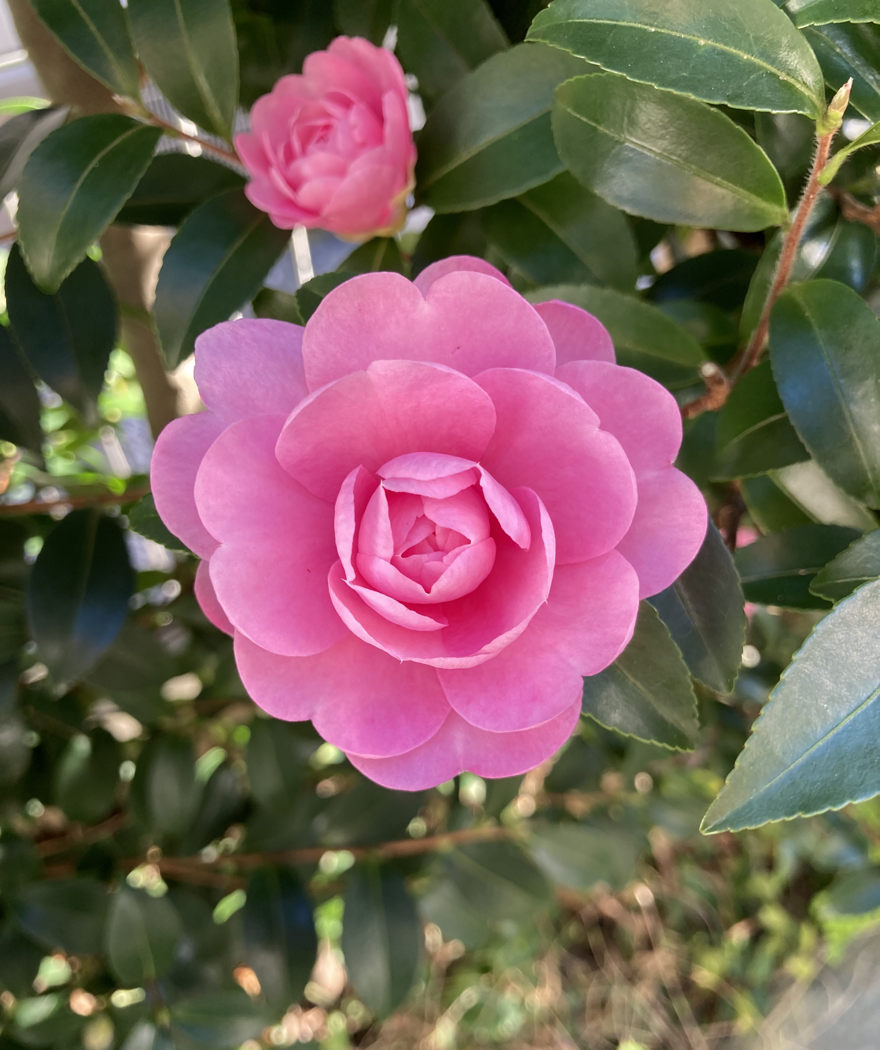 乙女」だと思われる別のサザンカが開花した！小ぶりながらも見惚れて