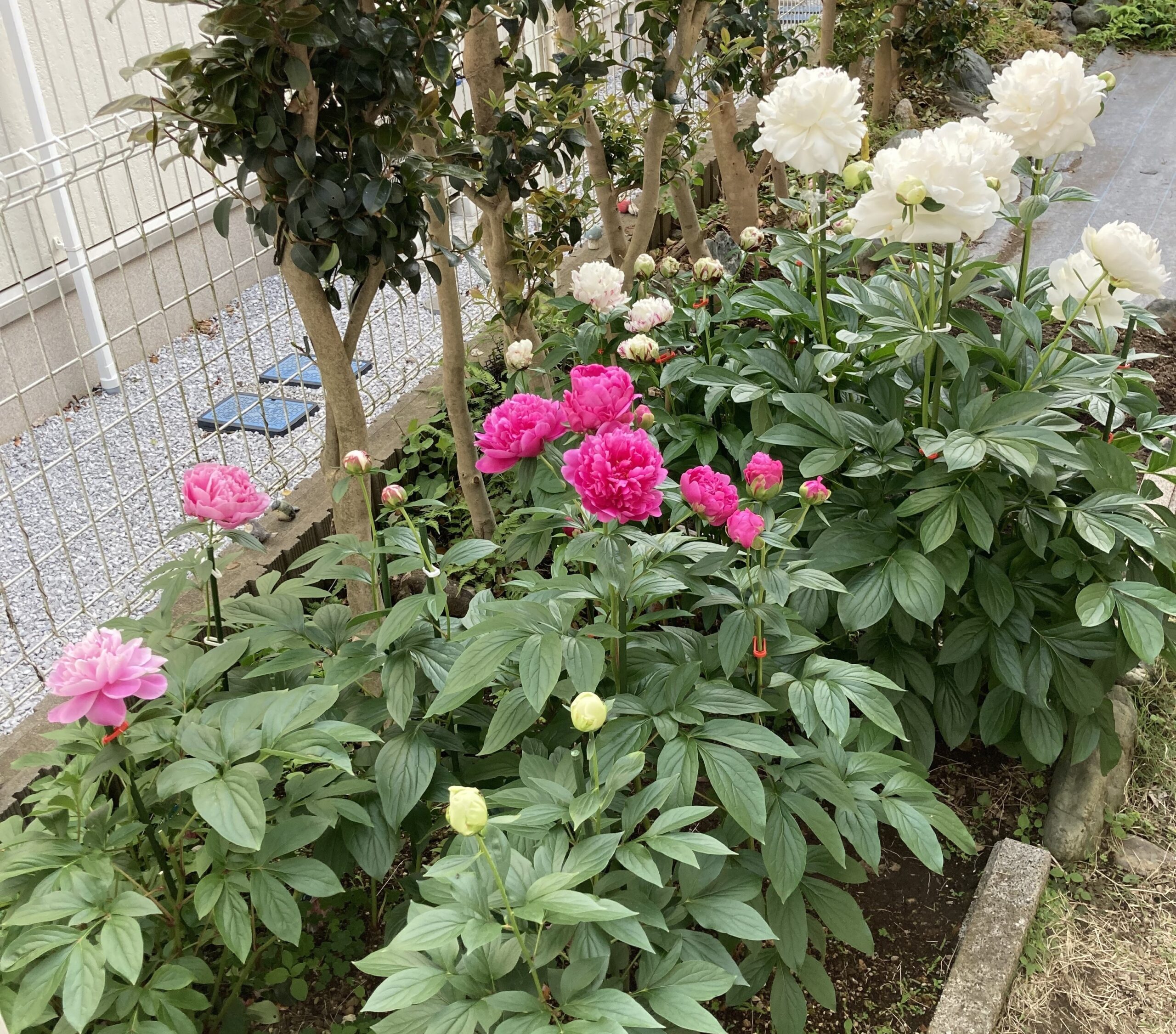 東側から撮影したシャクヤク畑の全容。手前の白い蕾がかぐや姫。奥に夕映。左手前が春の粧の最後の1輪。その奥がアレックスフレミング。その右にサラベルナール。右の一番奥にラテンドール。その左側に麒麟丸。2025.5.13撮影