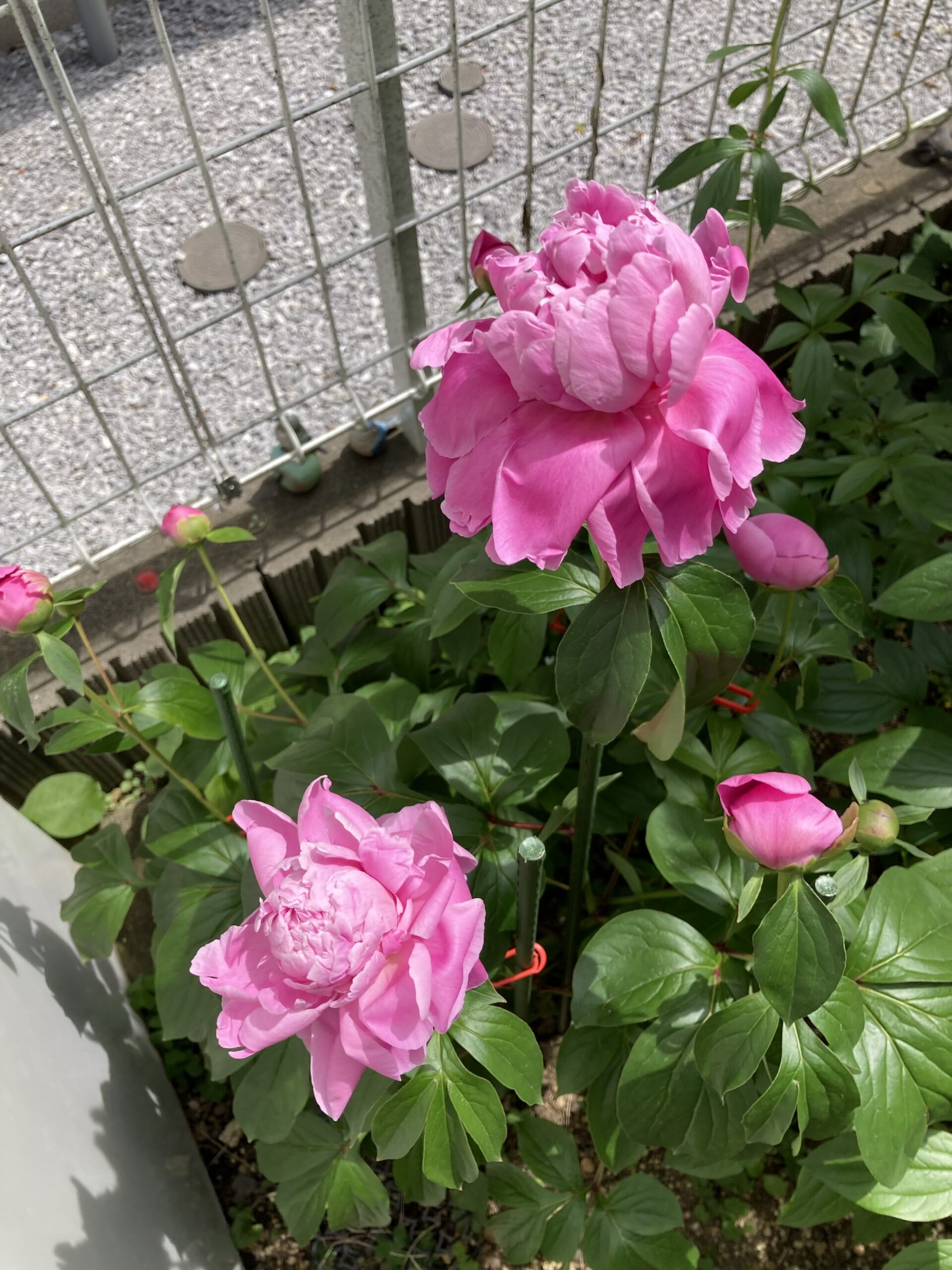 何故かいきなり萎れかかってしまった春の粧②
