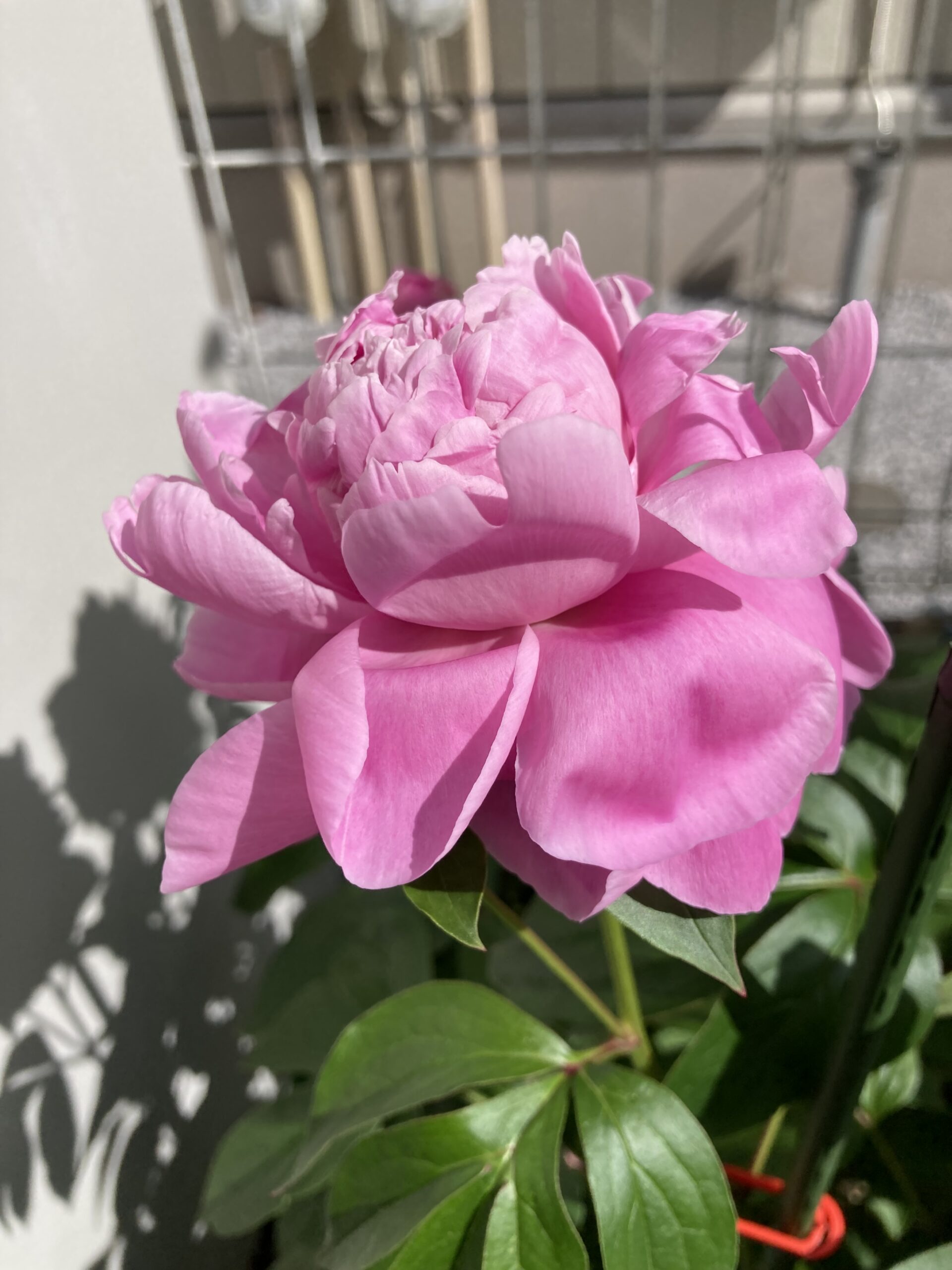 何故かいきなり萎れかかってしまった春の粧④