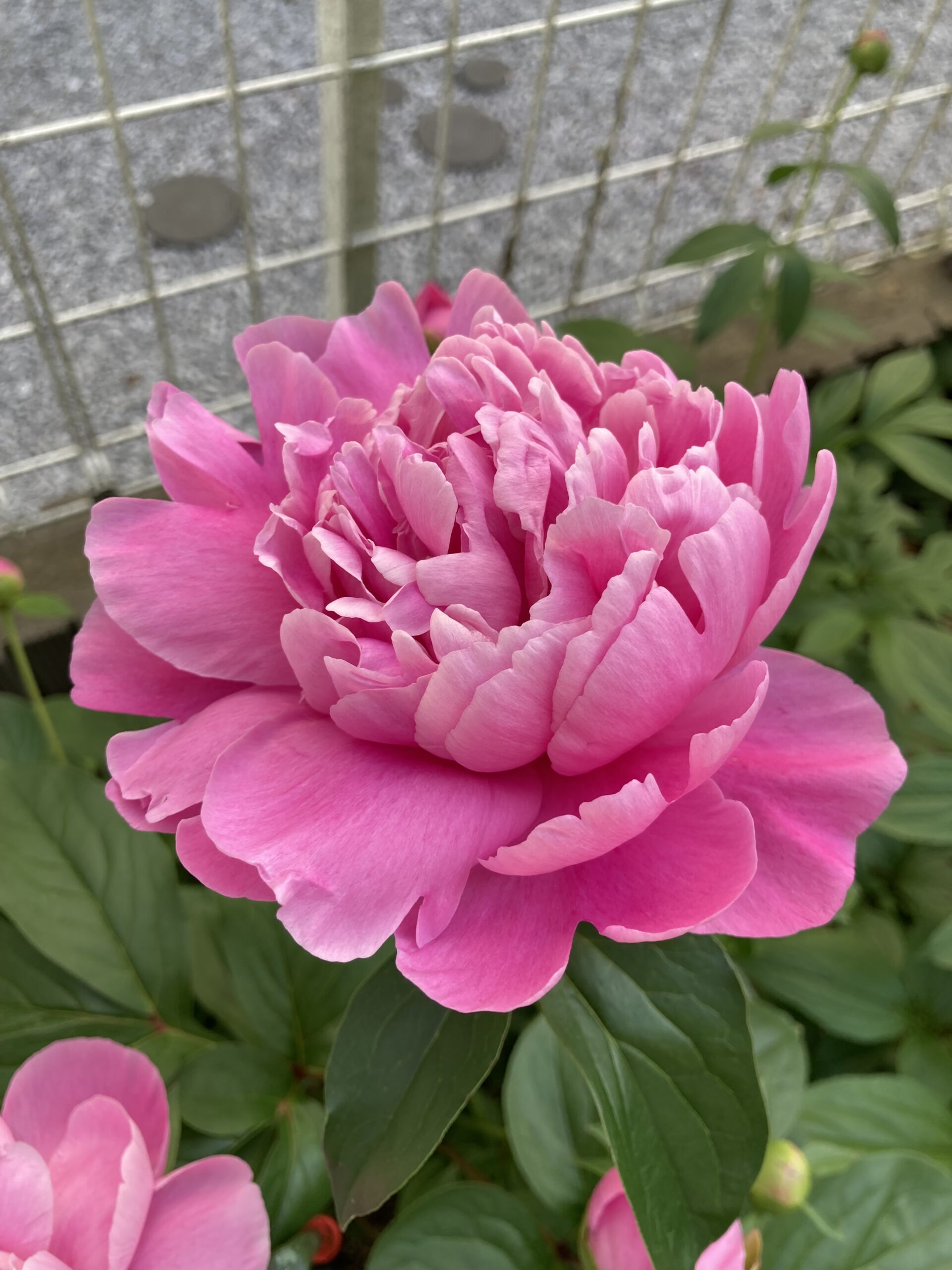 数時間後に復活してくれた春の粧①