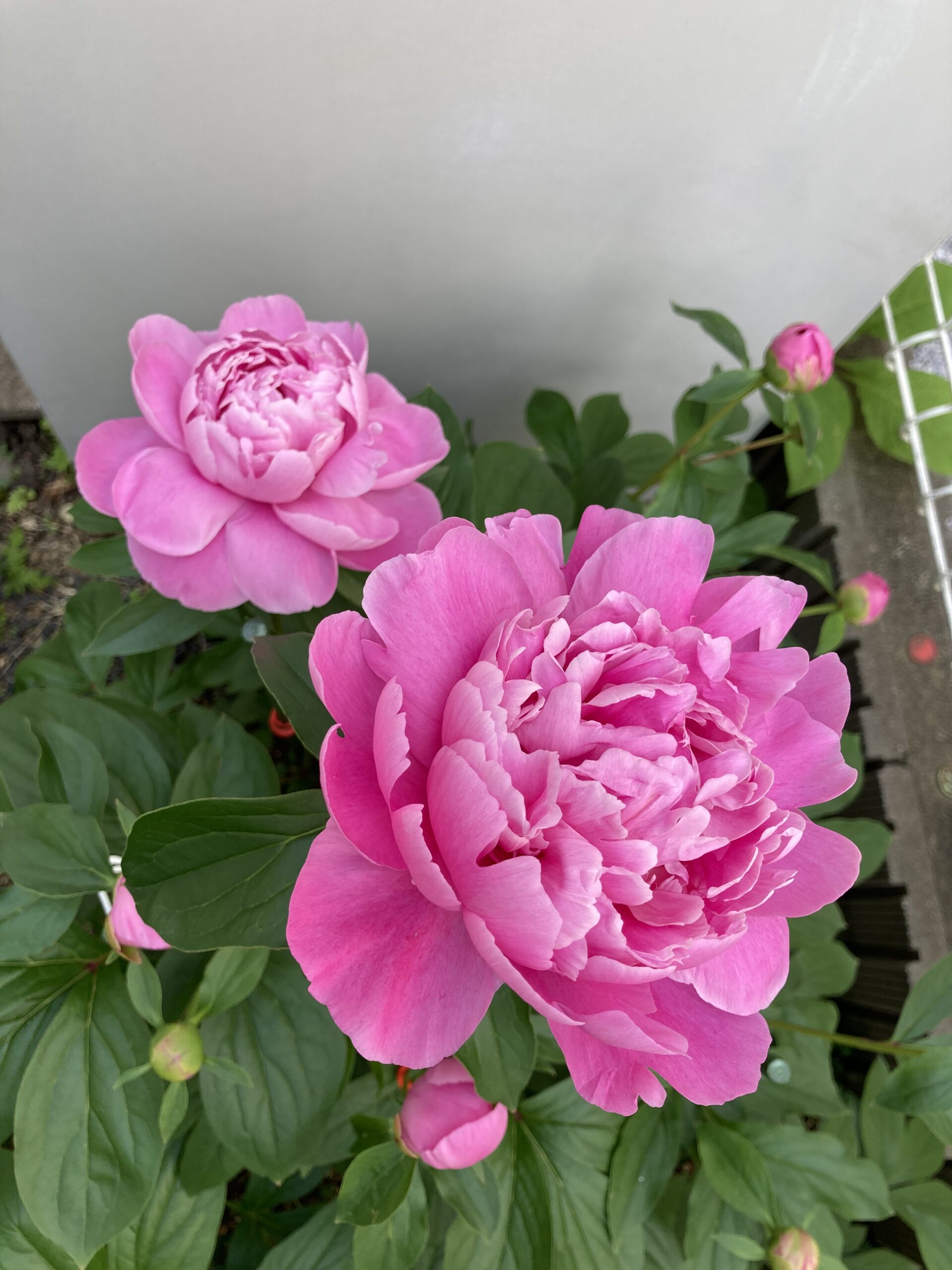 数時間後に復活してくれた春の粧⑧