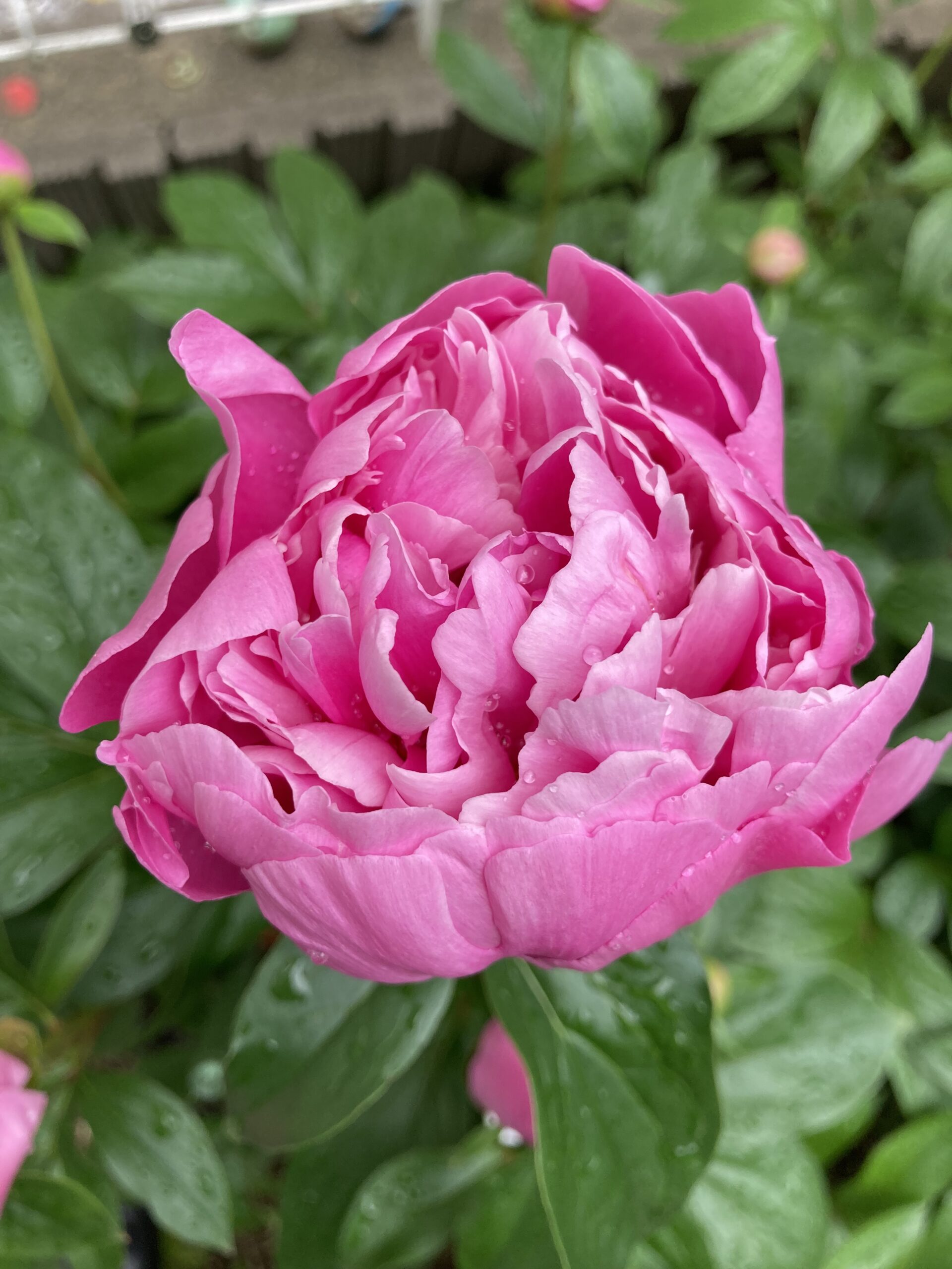 開花した翌朝の花の状況②。夜中に雨が降っていた。2025.5.2早朝撮影