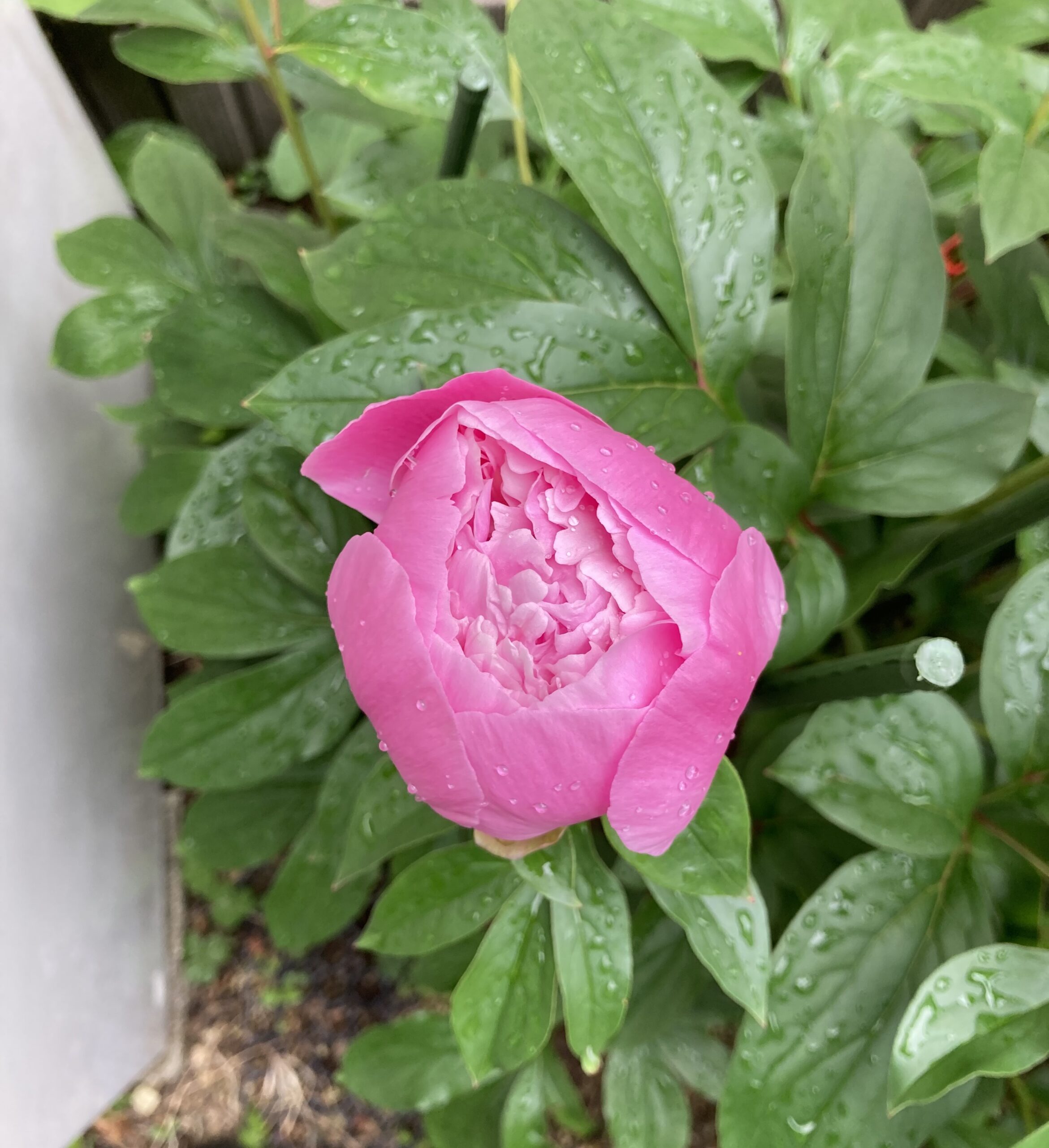 開花した翌朝の花の状況➂。夜中に雨が降っていた。2025.5.2早朝撮影