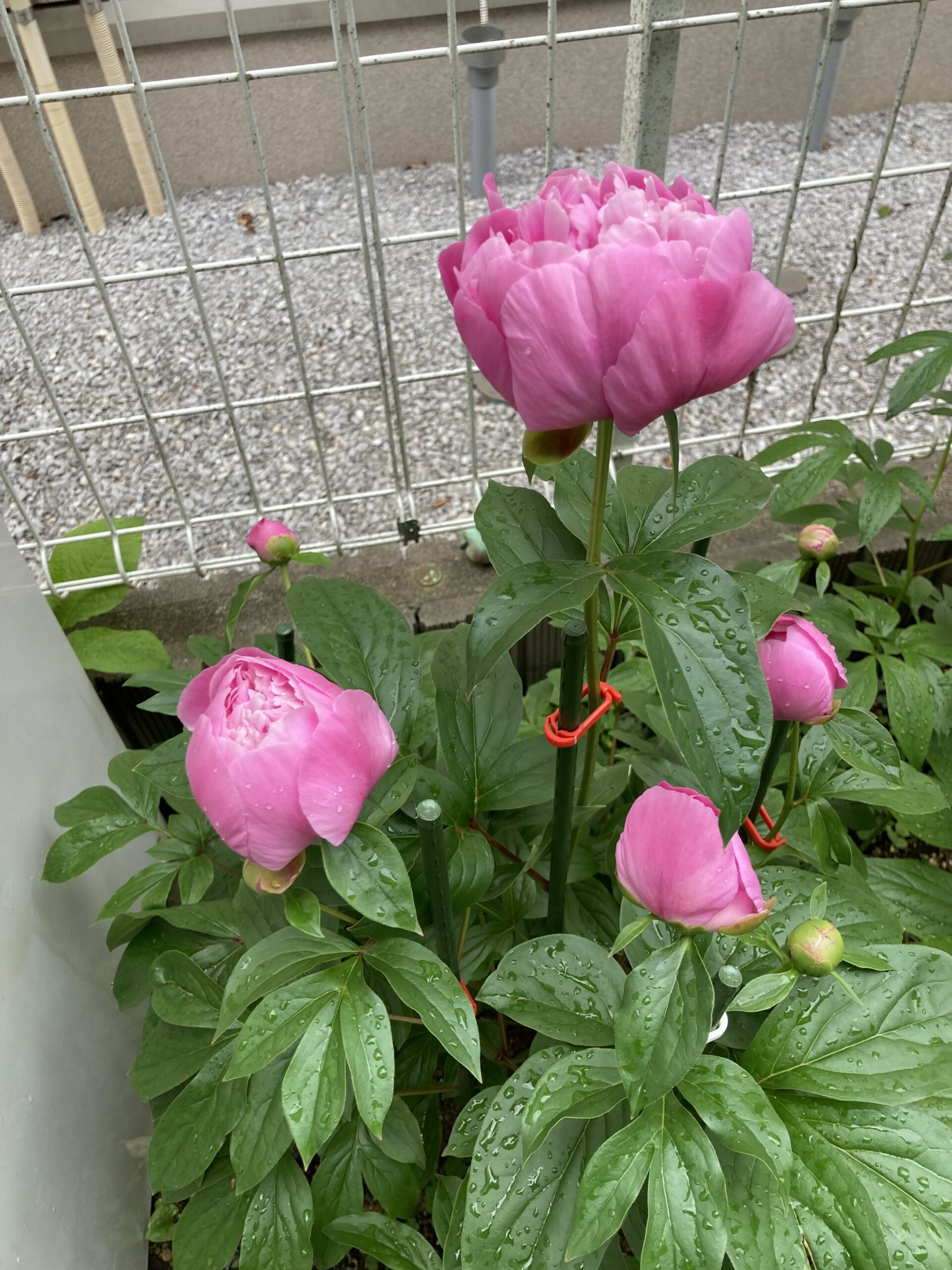 開花した翌朝の花の状況④。夜中に雨が降っていた。2025.5.2早朝撮影