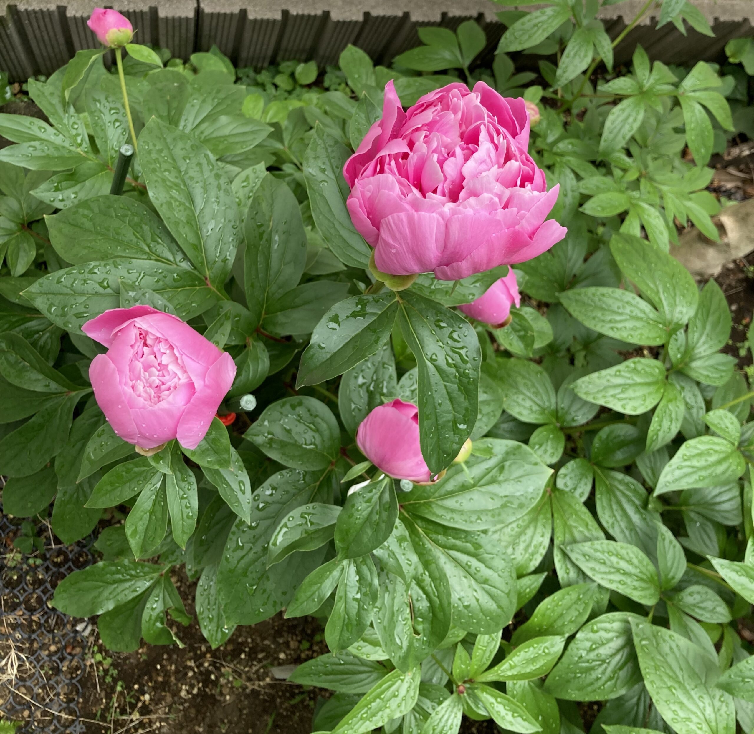 開花した翌朝の花の状況⑤。夜中に雨が降っていた。2025.5.2早朝撮影
