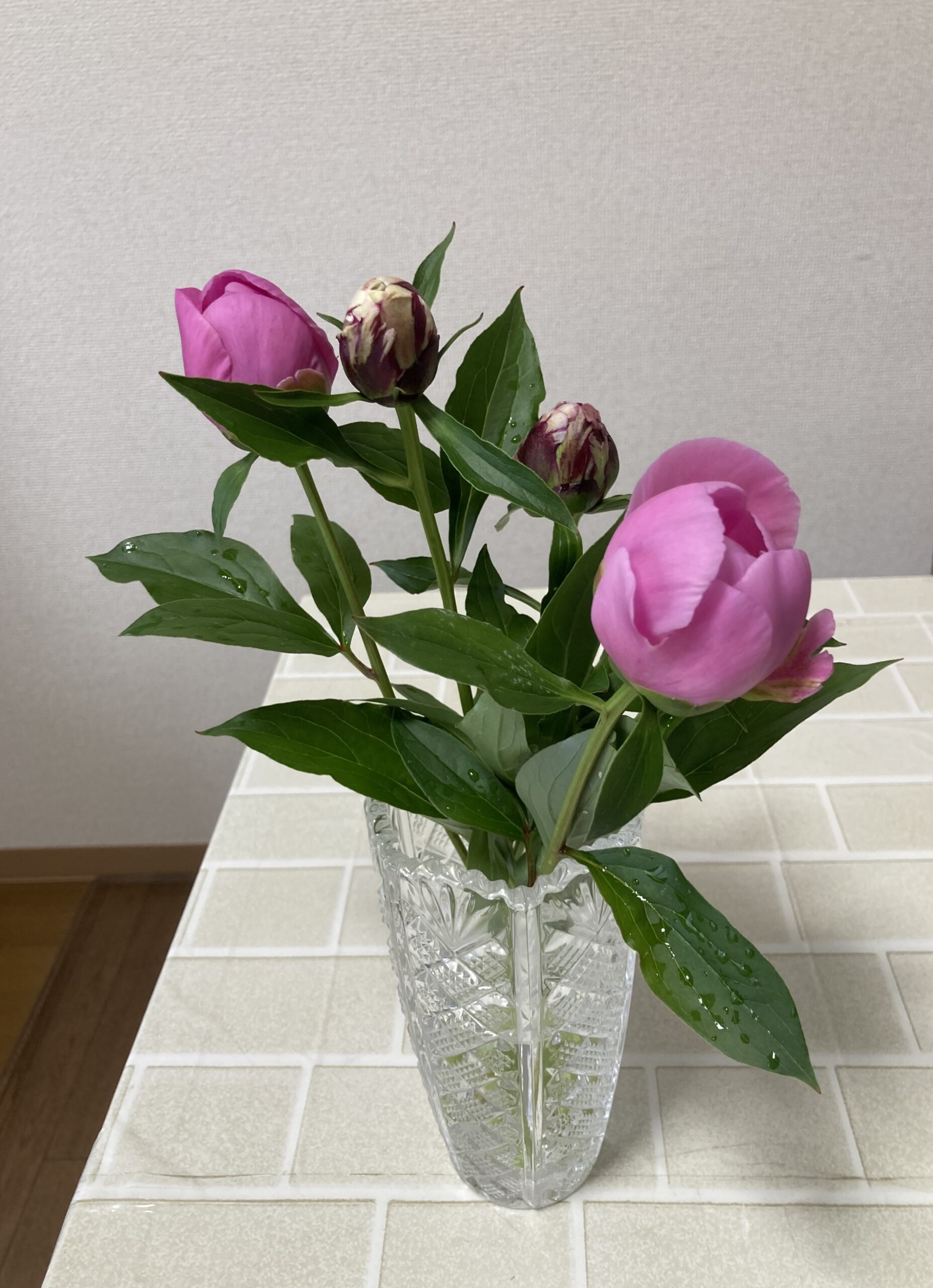 友人宅の花瓶に挿された春の粧と麒麟丸。2025.5.2撮影