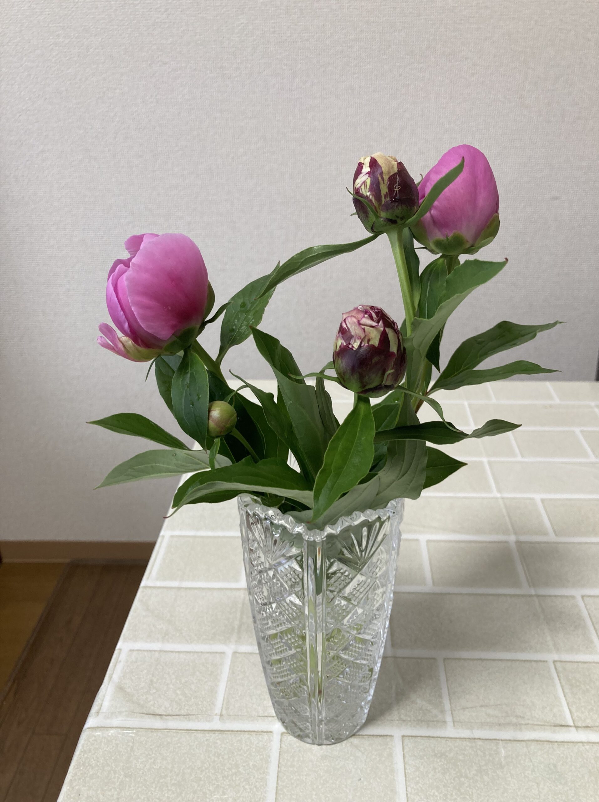 友人宅の花瓶に挿された春の粧と麒麟丸。2025.5.2撮影