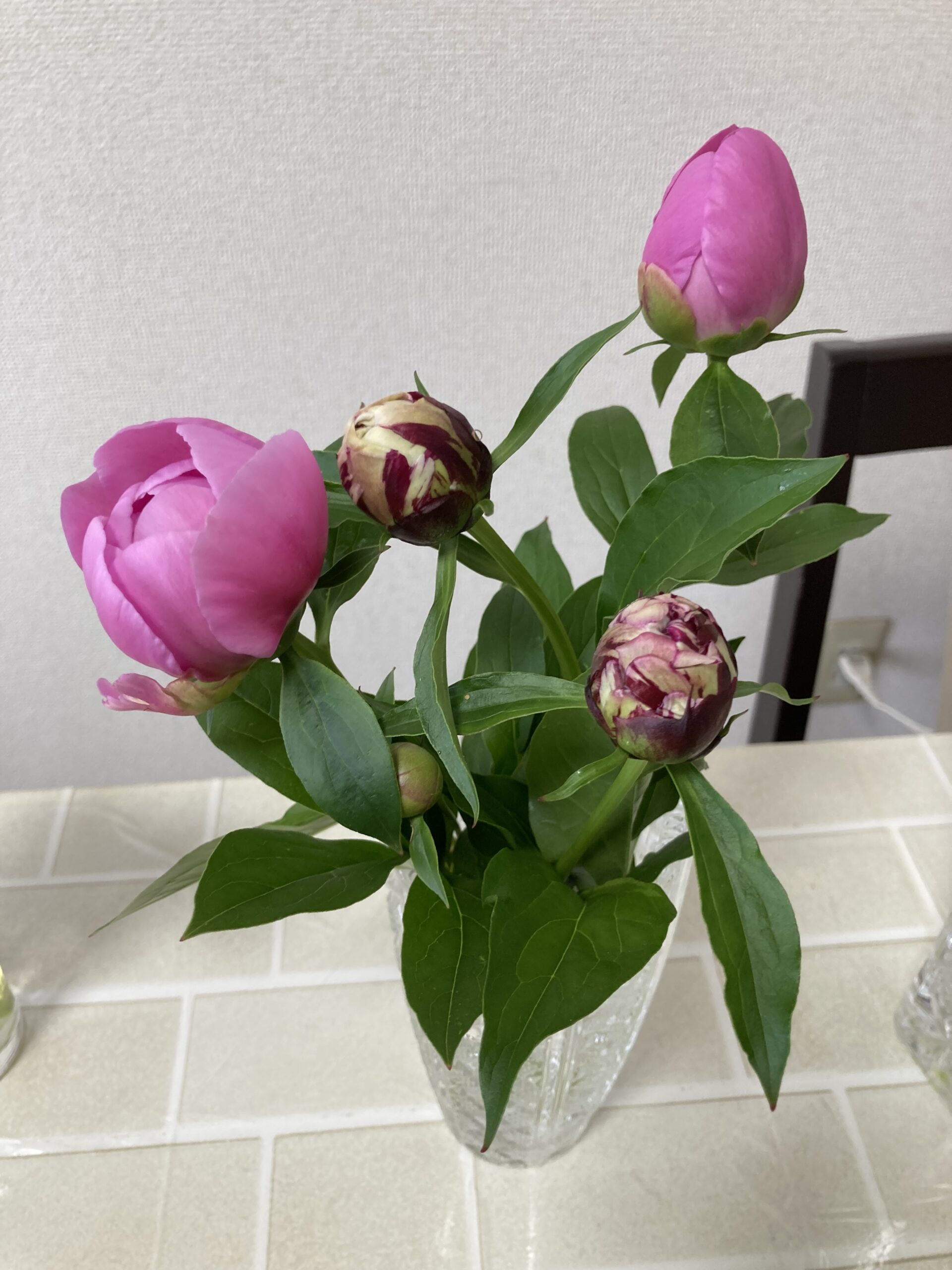 友人宅の花瓶に挿された春の粧と麒麟丸。2025.5.2撮影