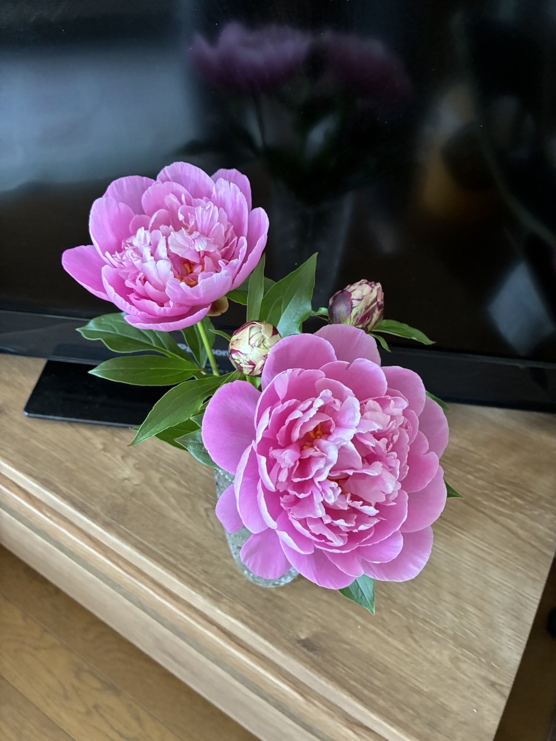 友人宅の花瓶の中で一挙に開花した春の粧。2025.5.3撮影