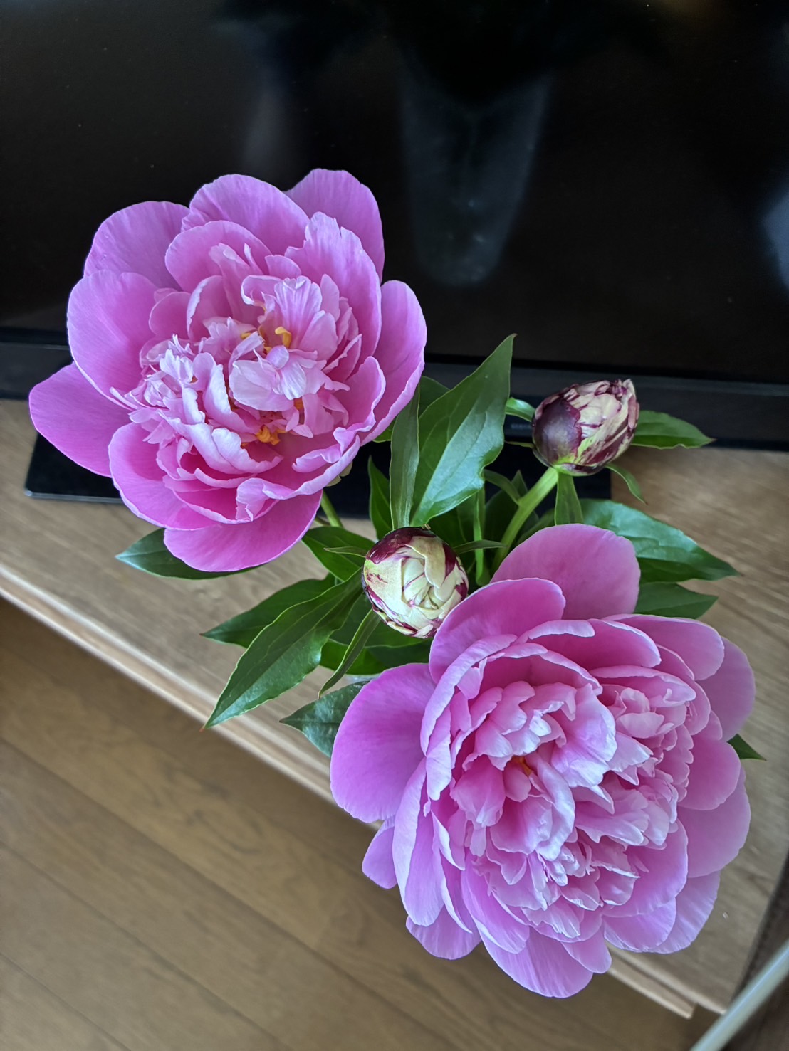 友人宅の花瓶の中で一挙に開花した春の粧。2025.5.3撮影