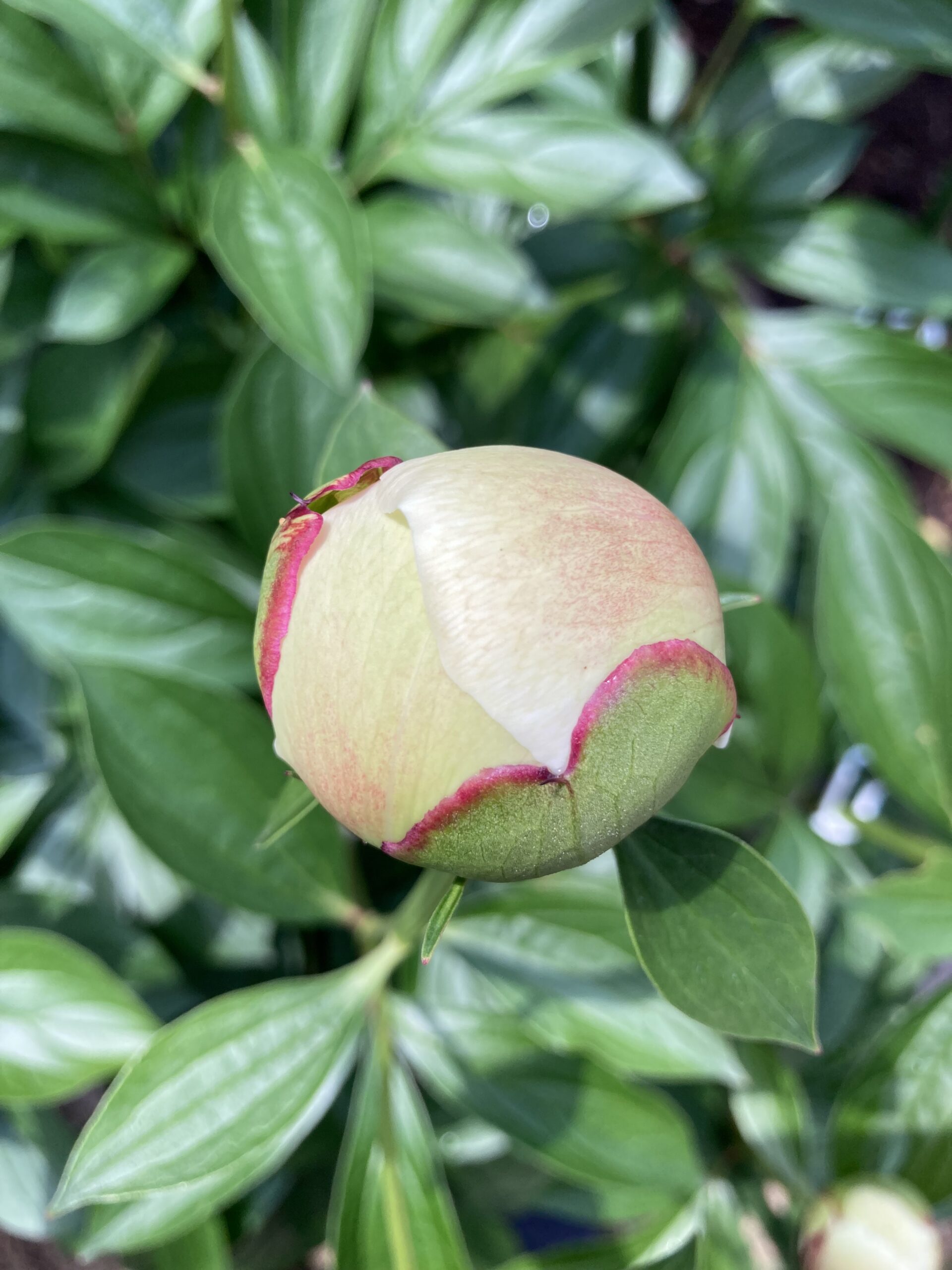 ラテンドールの蕾のアップ①