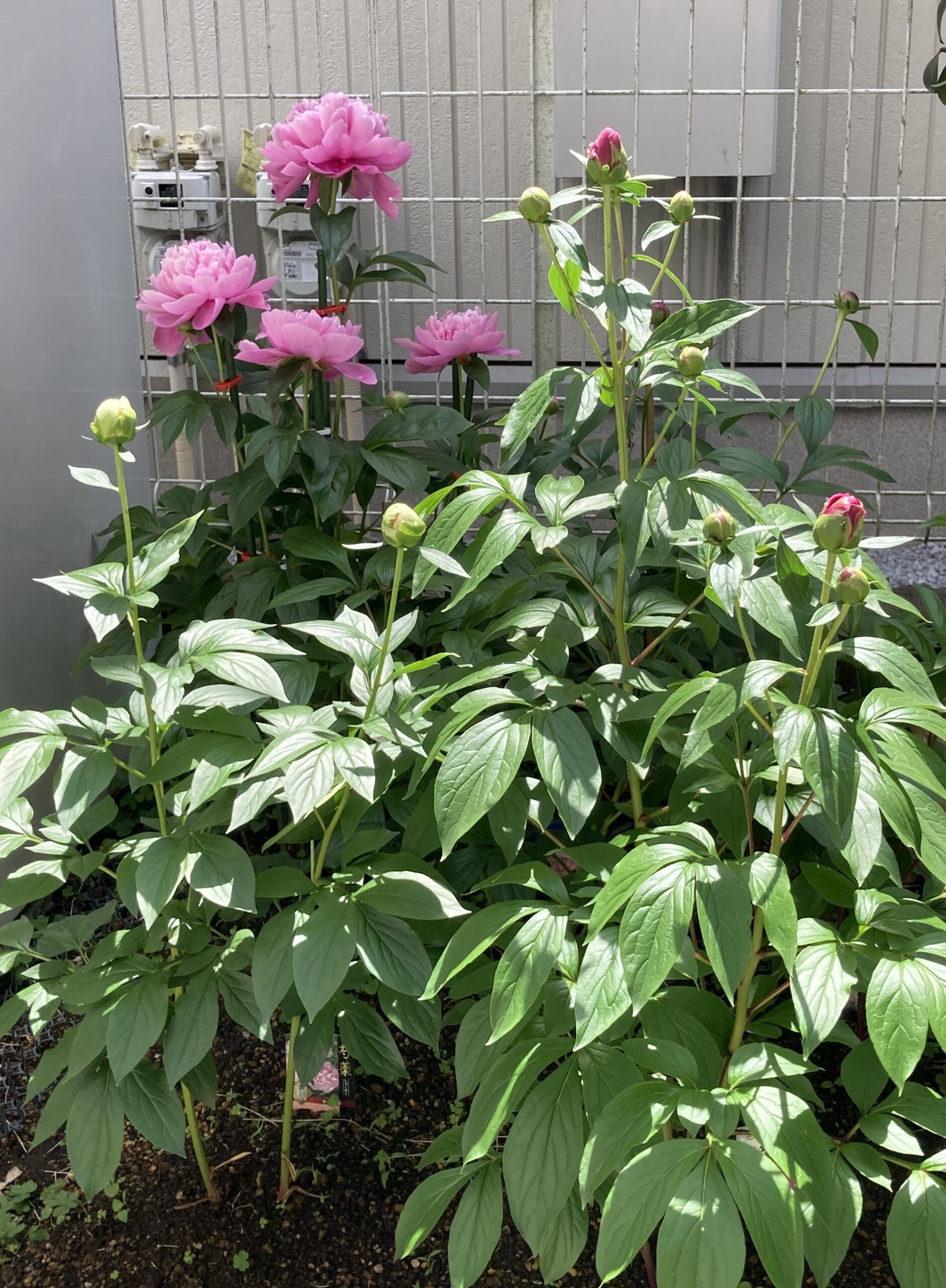 シャクヤク畑左半分の全体像。この狭いところに6つの品種が植え付けられている。手前右に夕映、左側にかぐや姫。夕映の奥にサラベルナールとアレックスフレミングの蕾が見える。