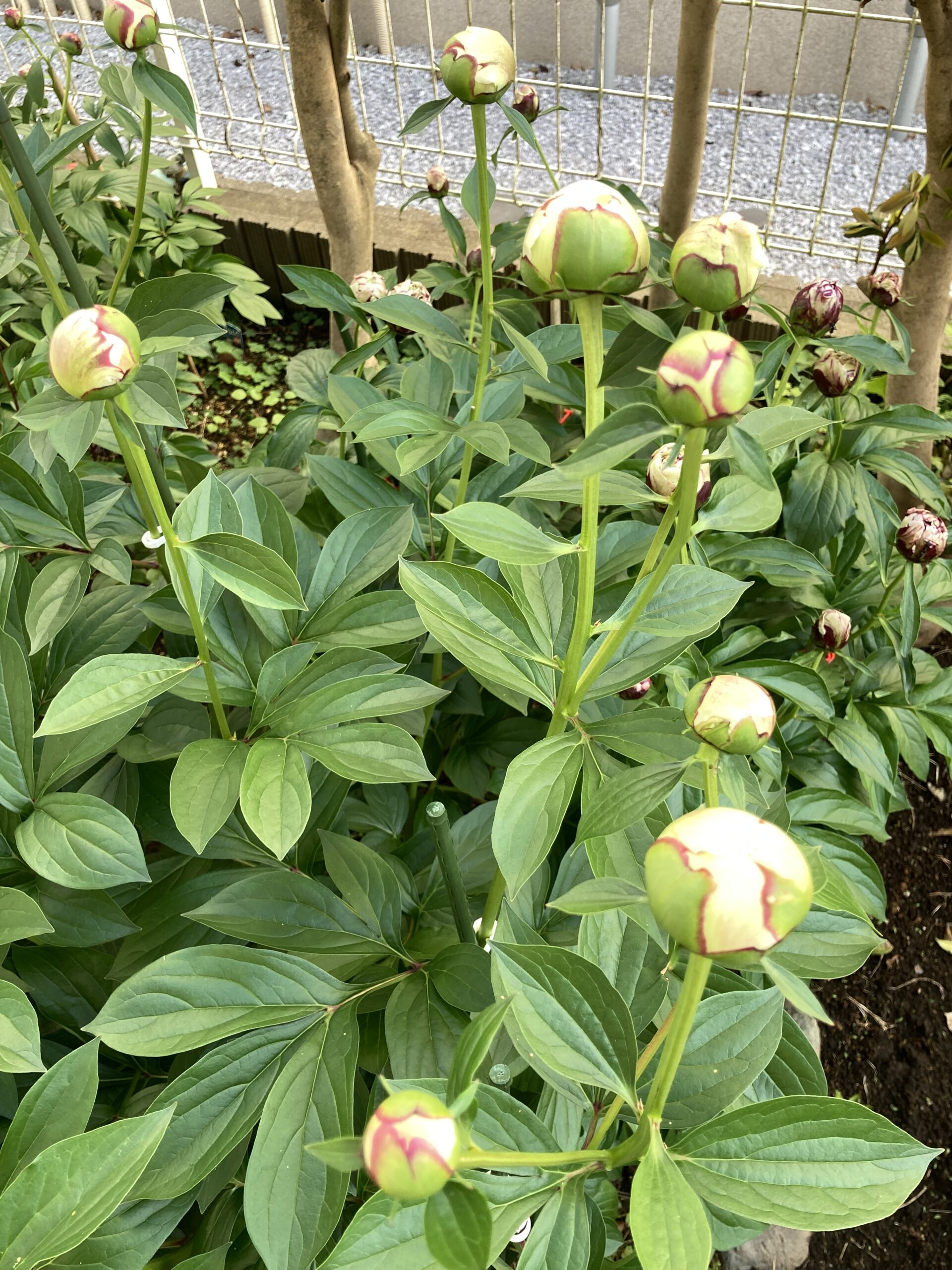 ラテンドールの蕾の数々②