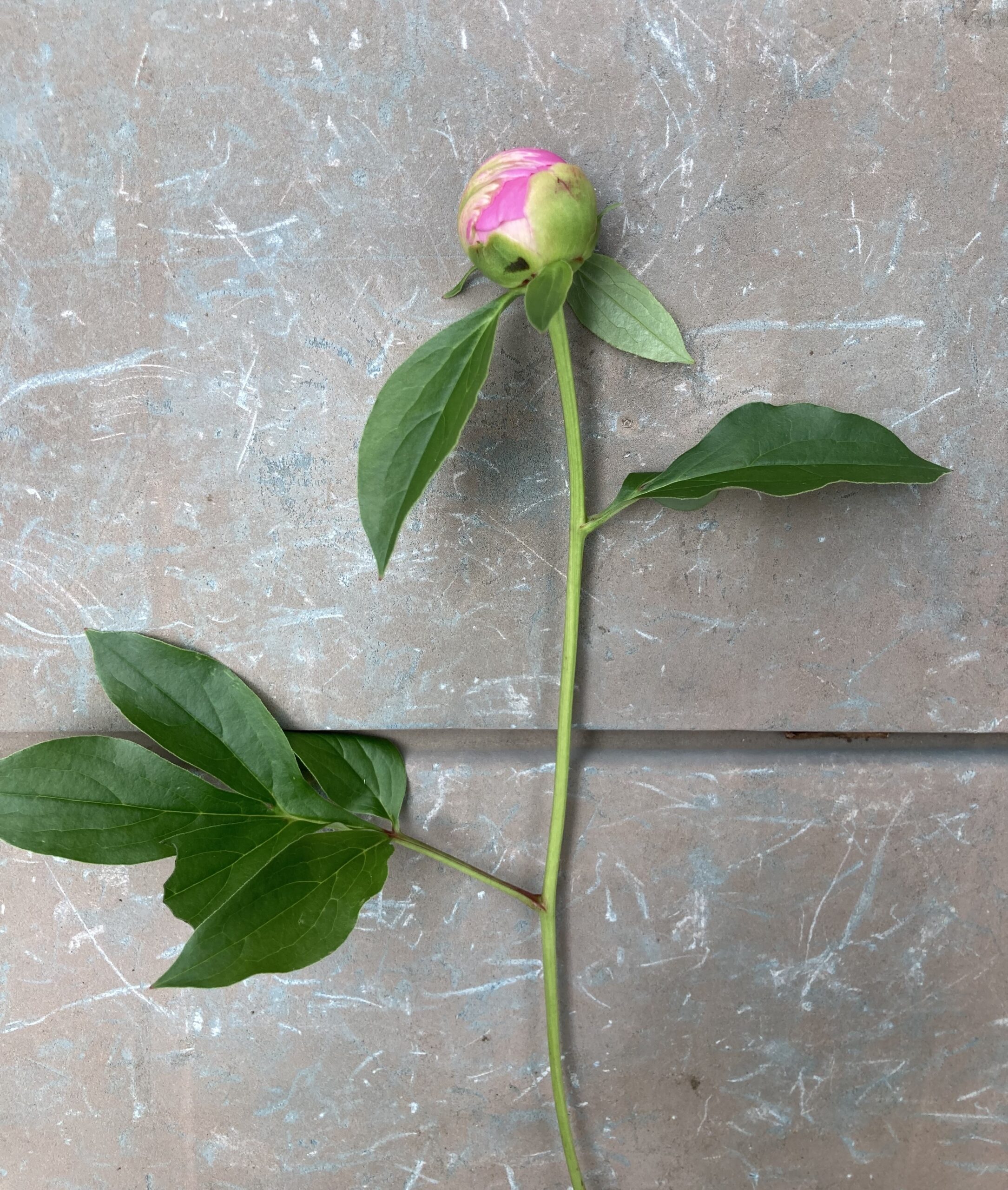 我が家の花瓶に挿すために剪定した小振りの春の粧の蕾。