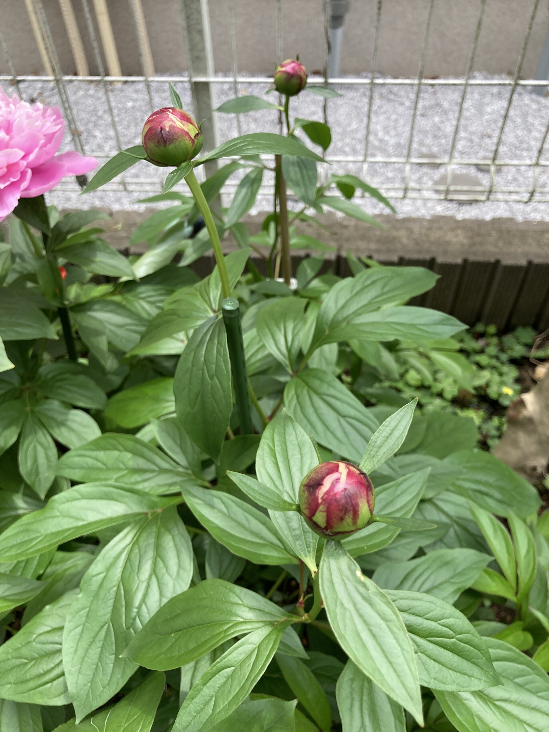 サラベルナールの蕾の状況②