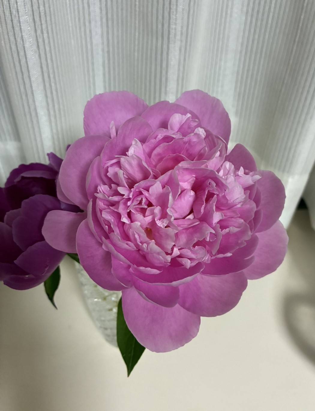 開花した春の粧のアップ。花弁が数え切れない。2025.5.3撮影