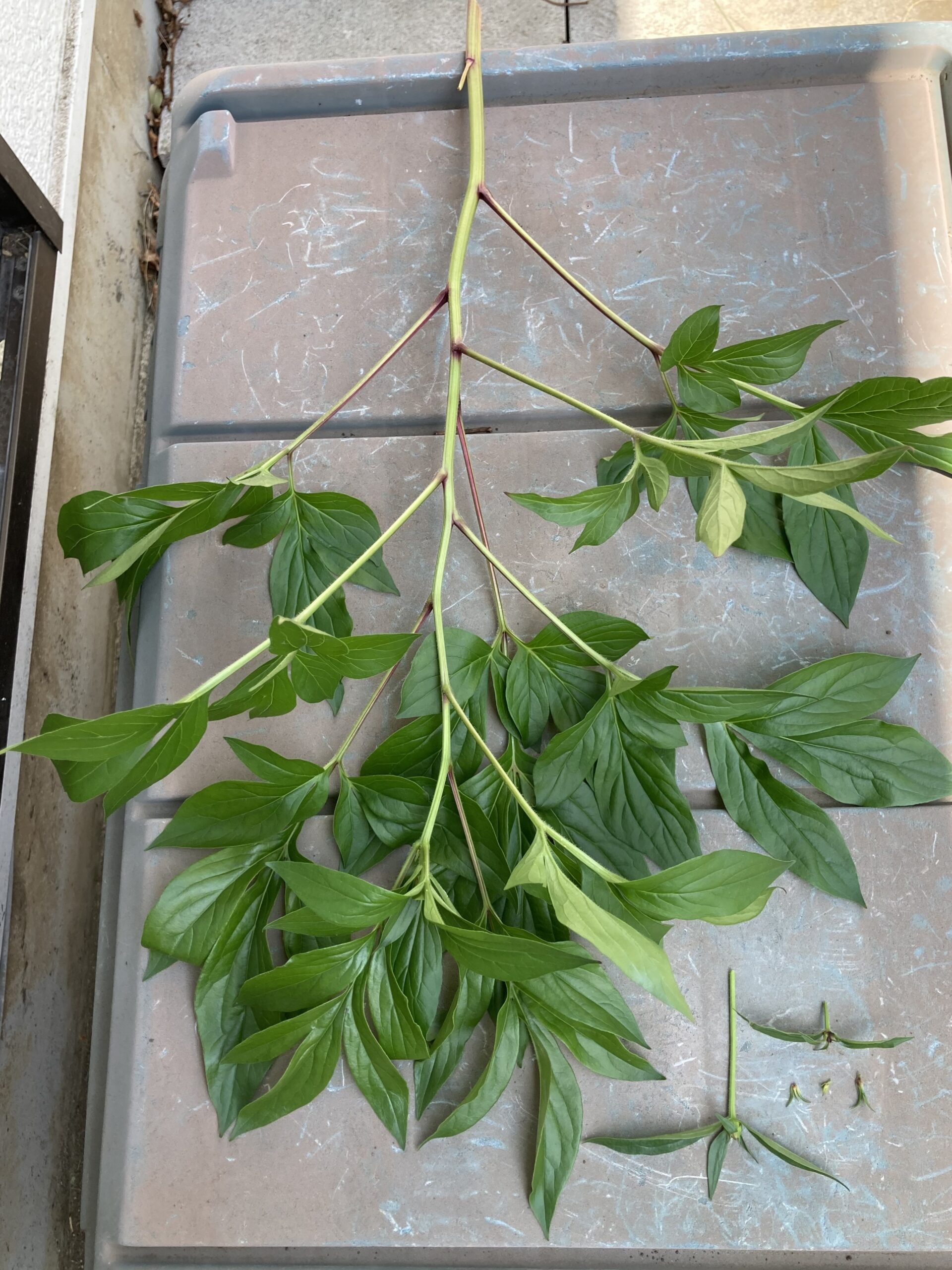 茎の間引きと摘蕾。大きな茎はラテンドール。