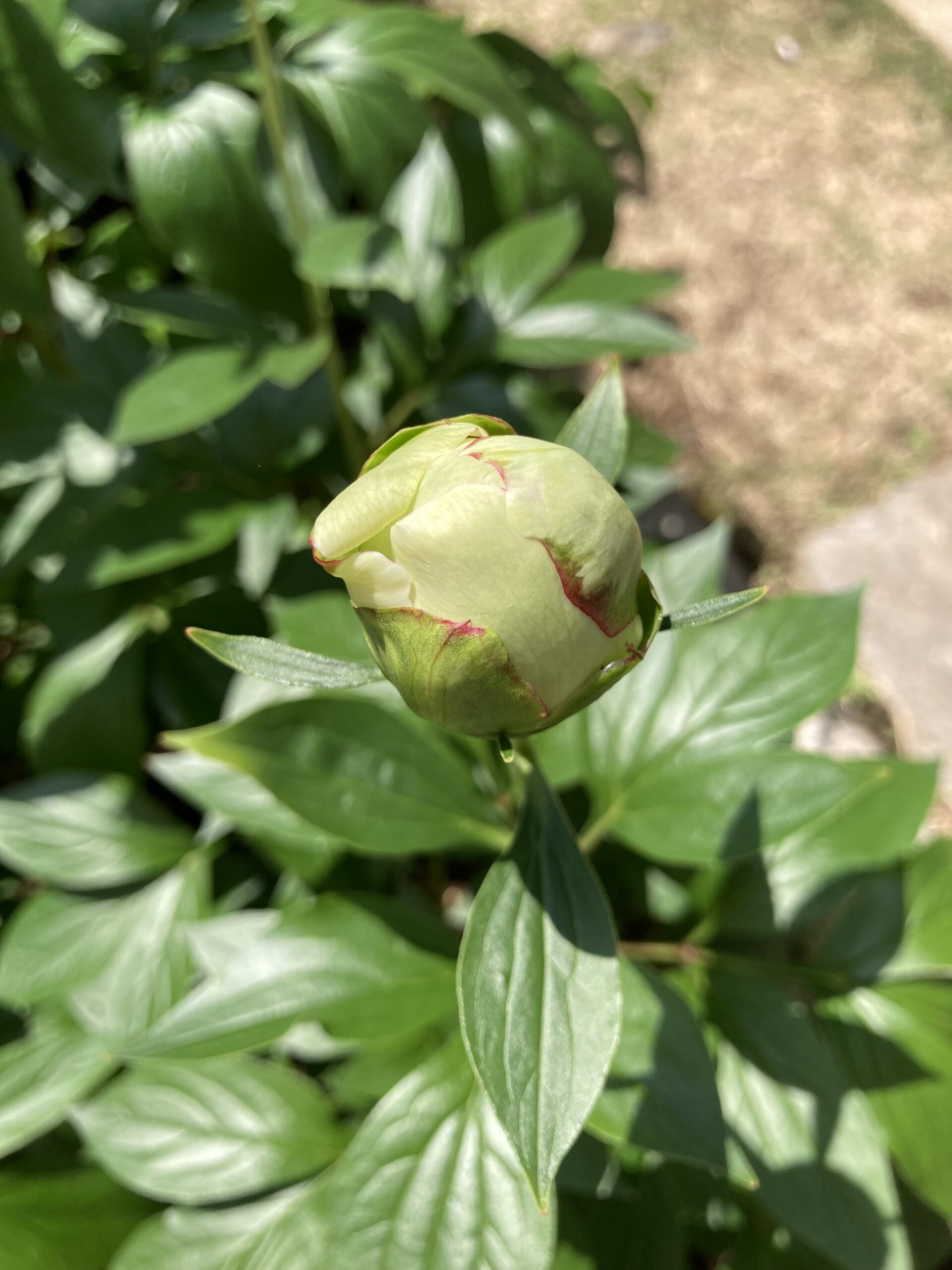 かぐや姫の蕾のアップ③