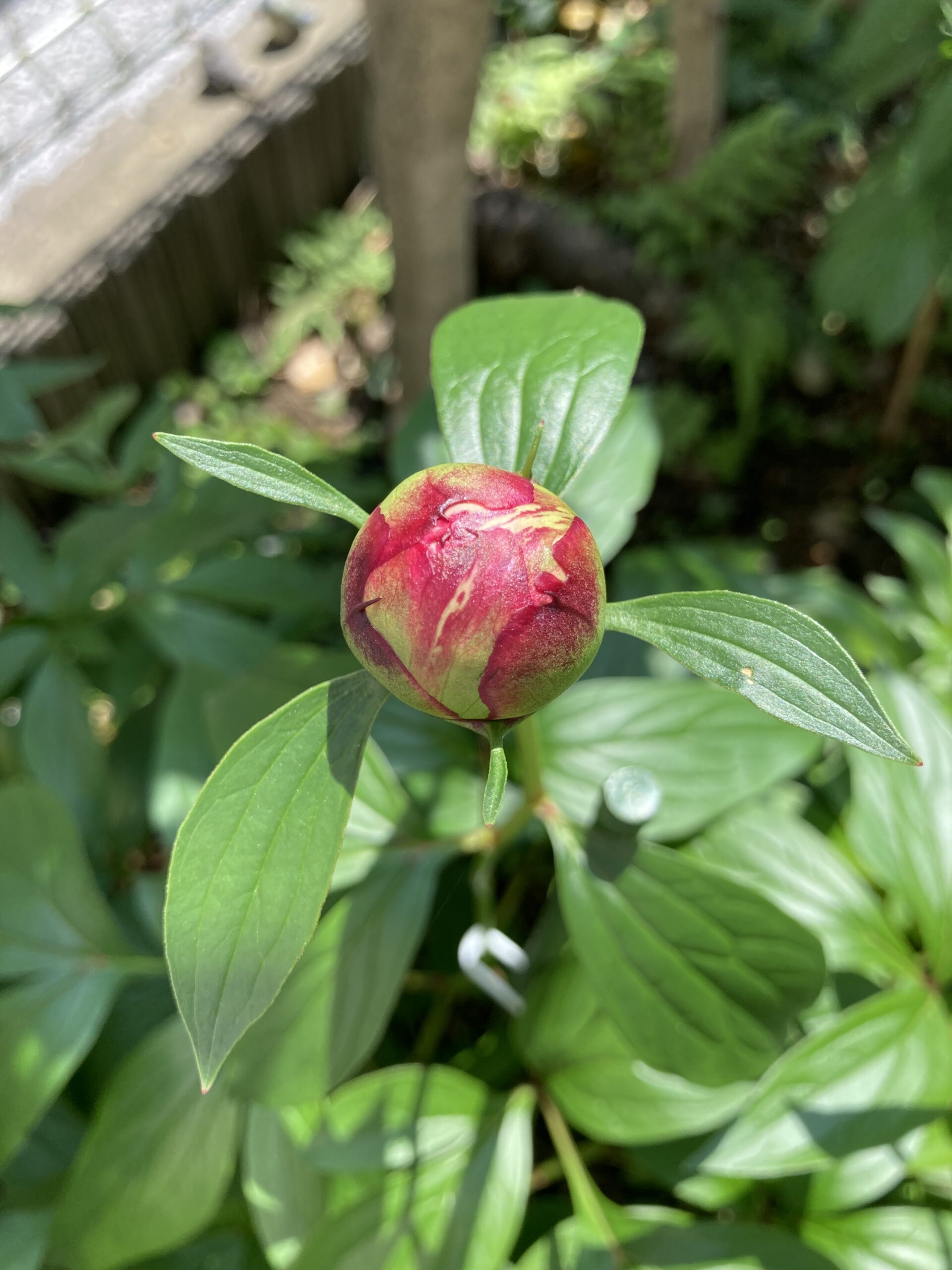 サラベルナールの蕾のアップ①