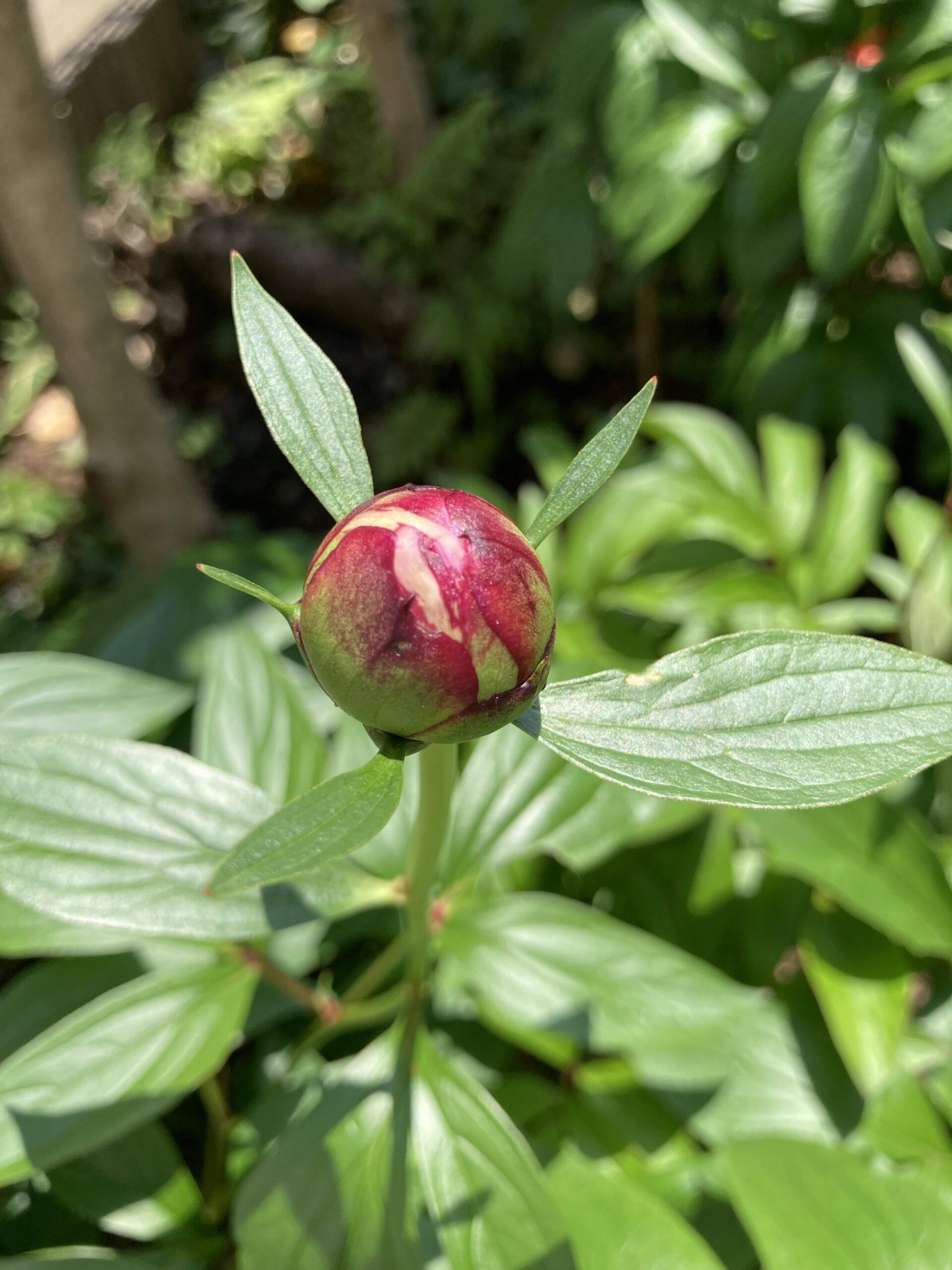 サラベルナールの蕾のアップ②