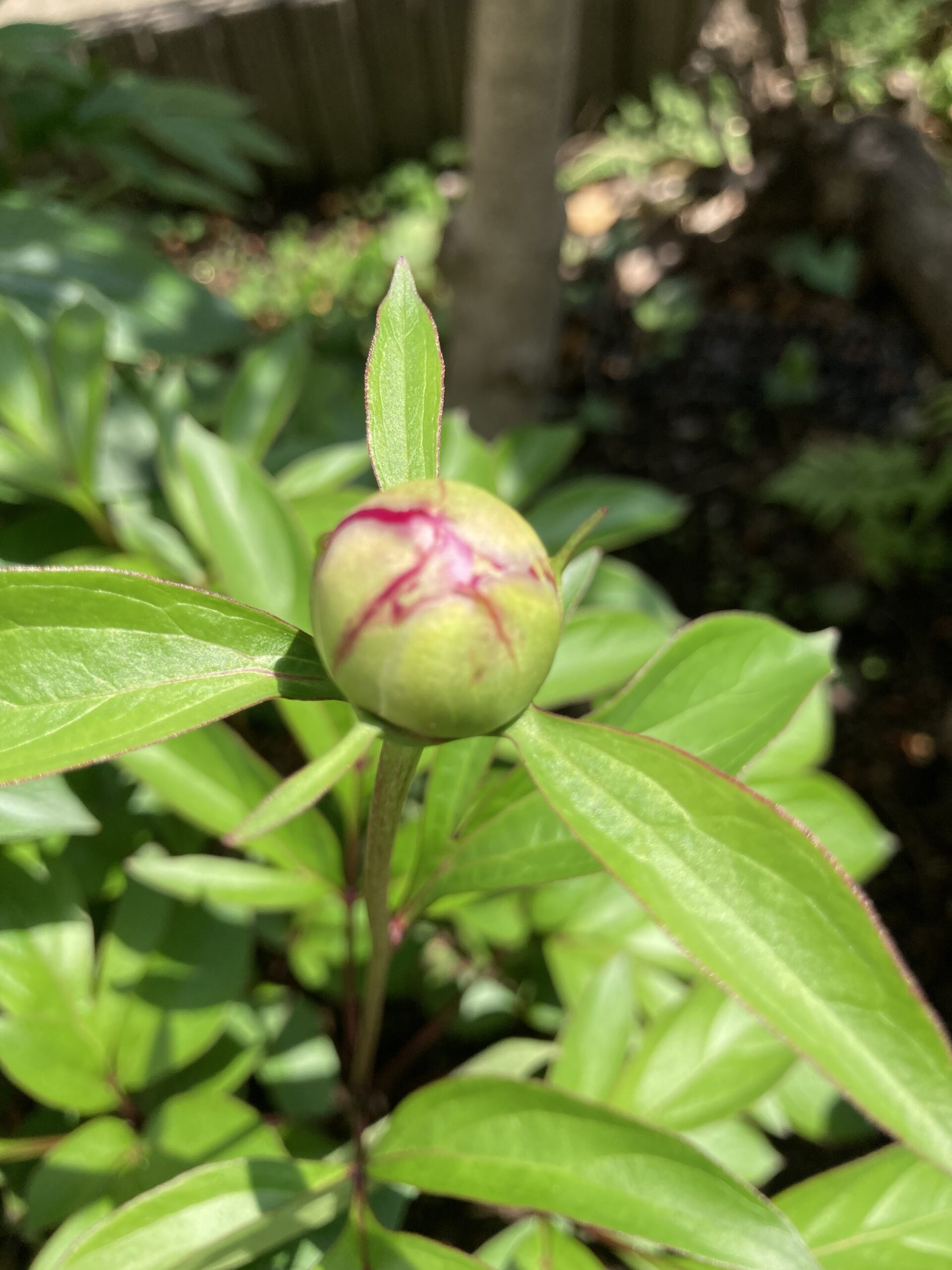 モーボクエンの蕾のアップ②