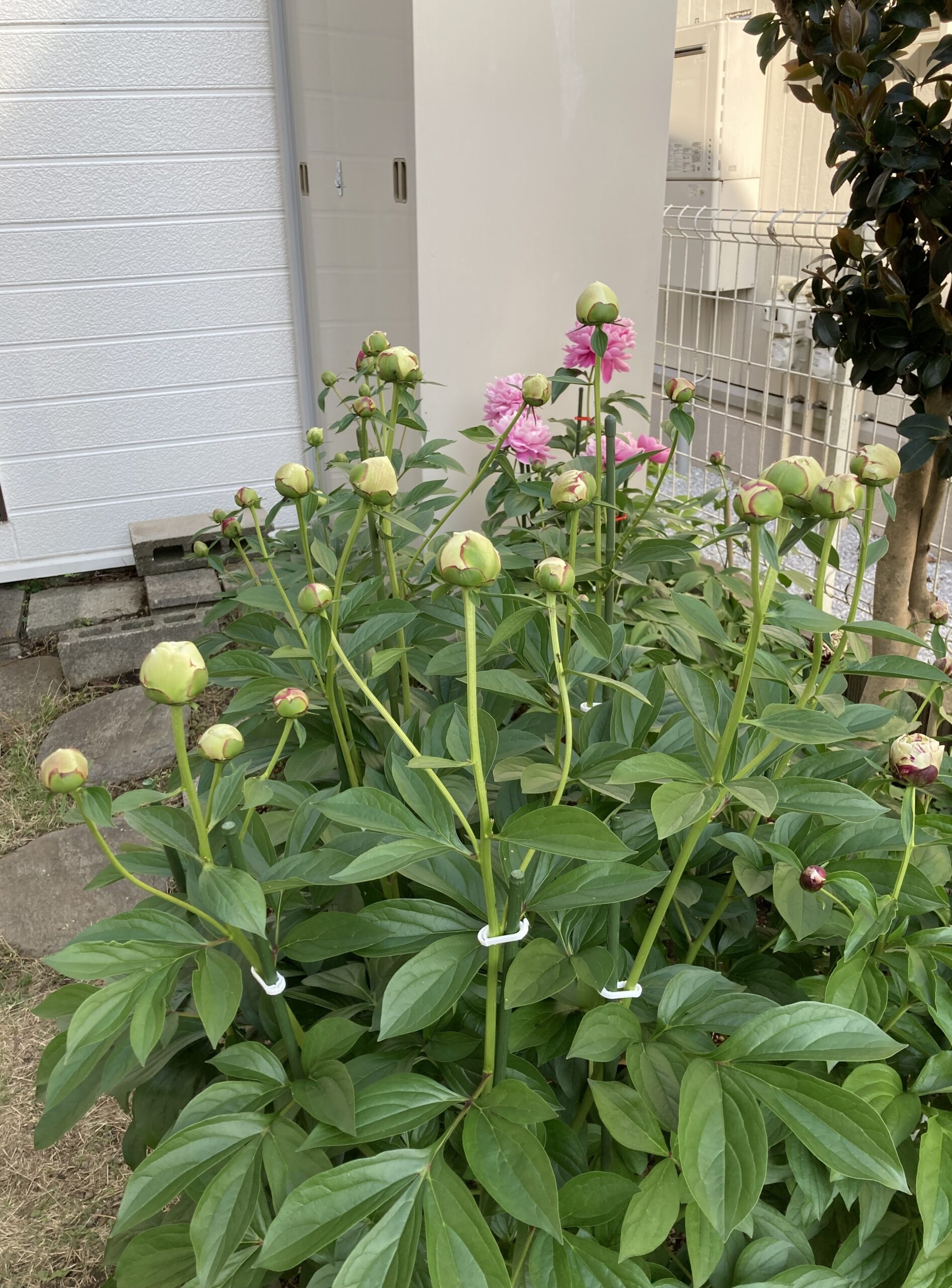 ラテンドールの蕾の数々➂