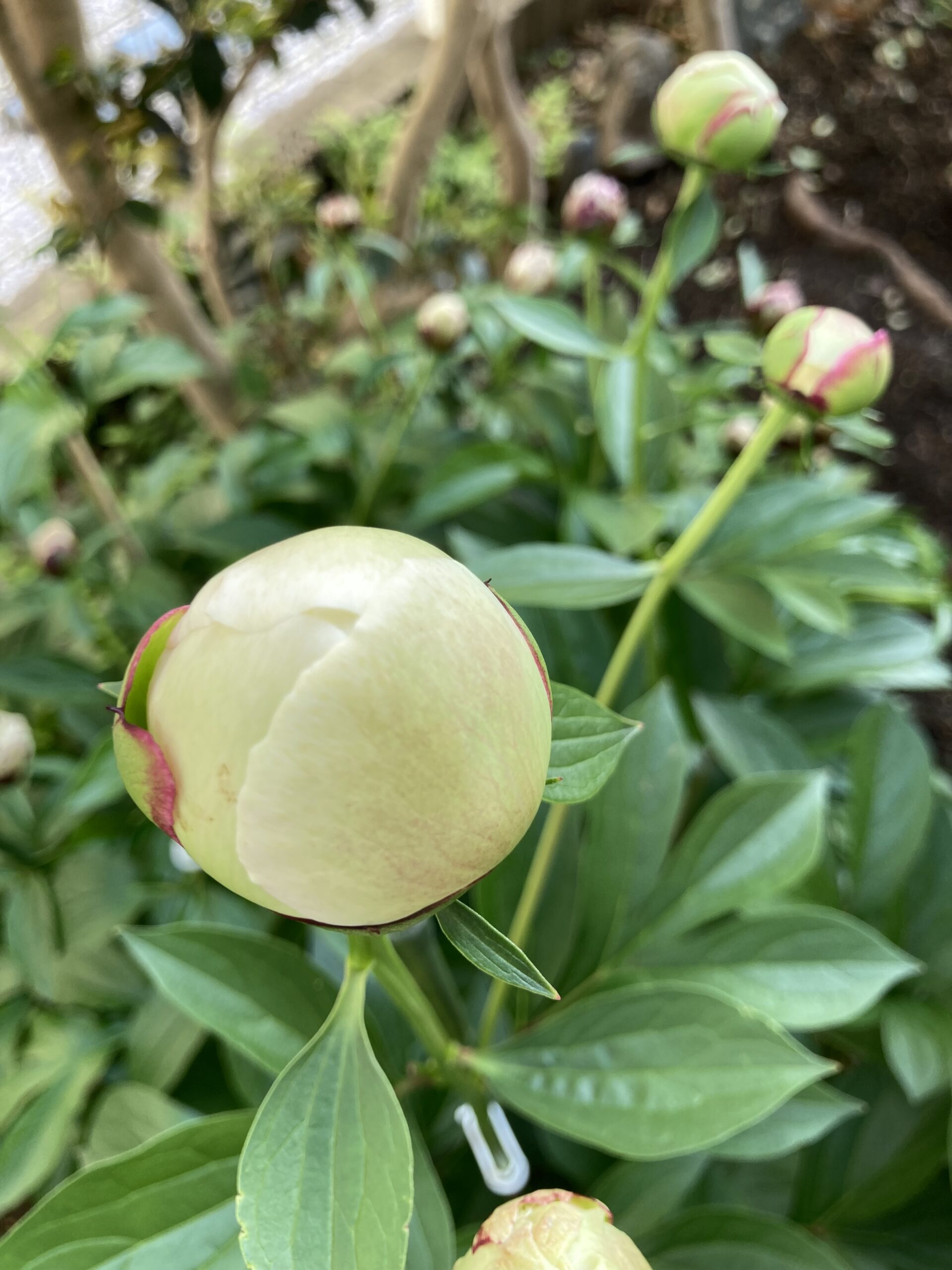 ラテンドールの蕾のアップ⑧