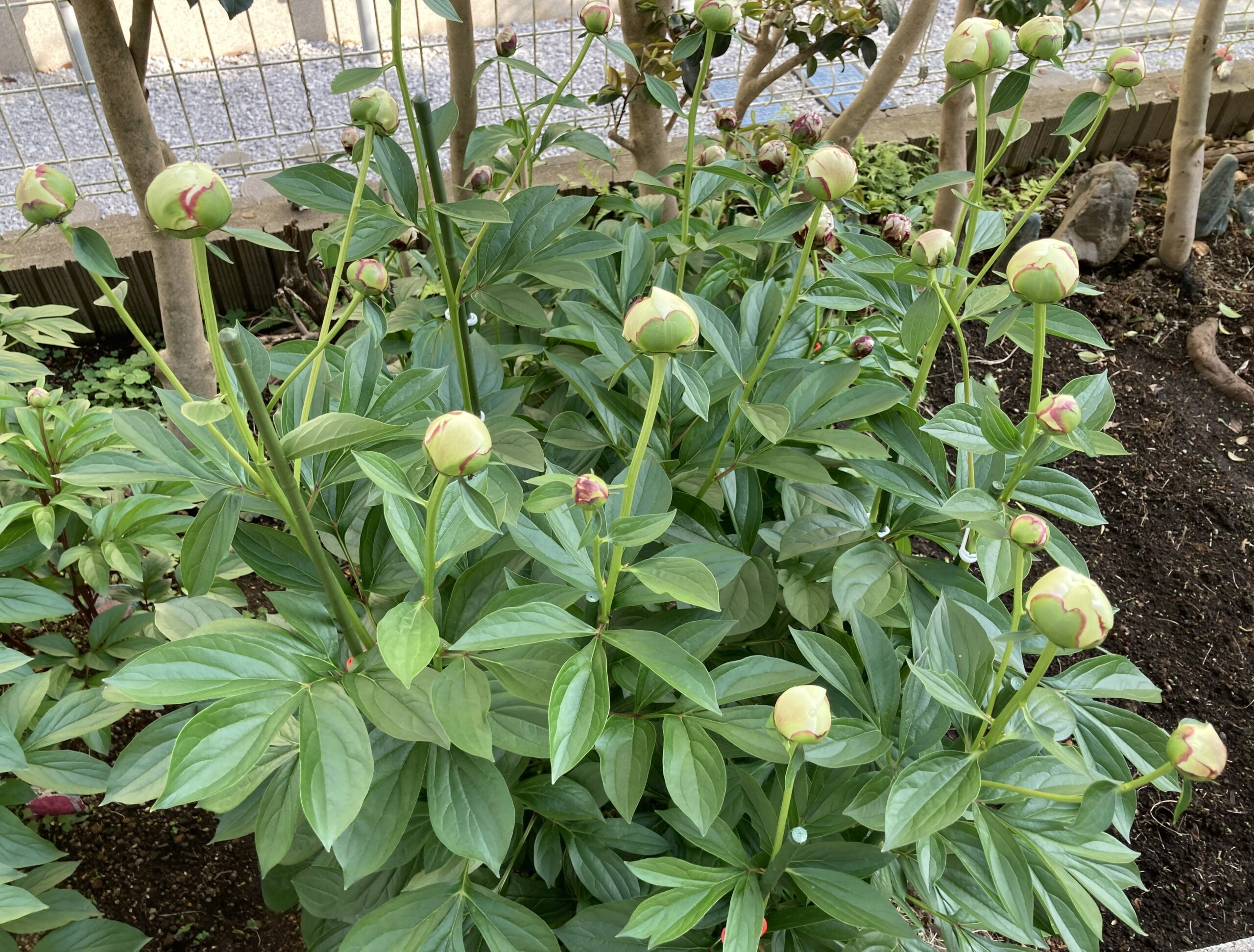 ラテンドールの蕾の数々④