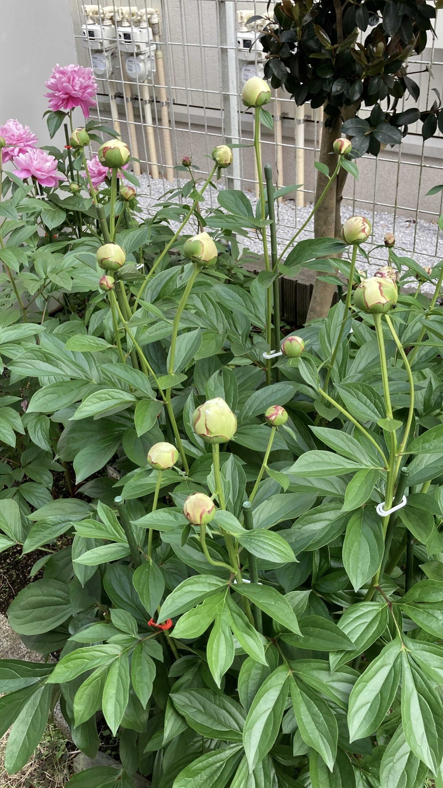 ラテンドールの蕾の数々①