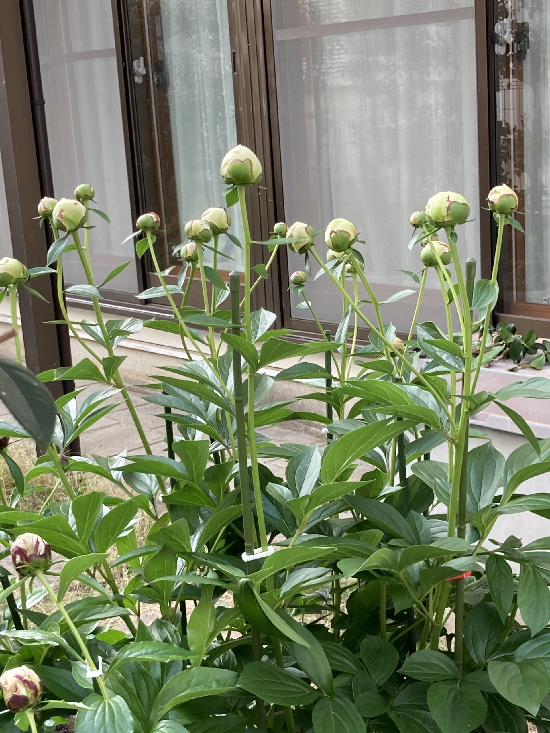 ラテンドールの蕾の数々⑤