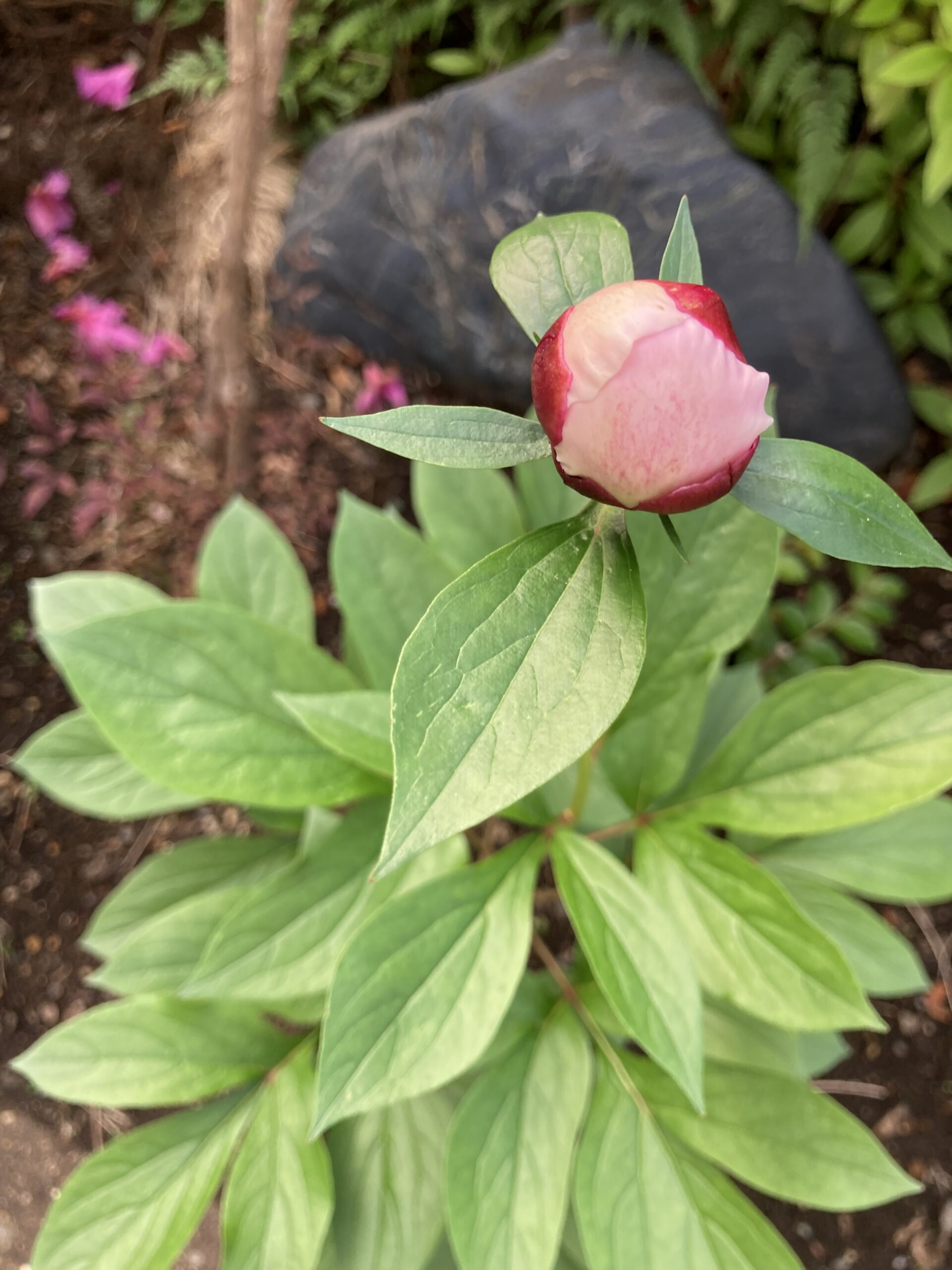 波の華の蕾のアップ②