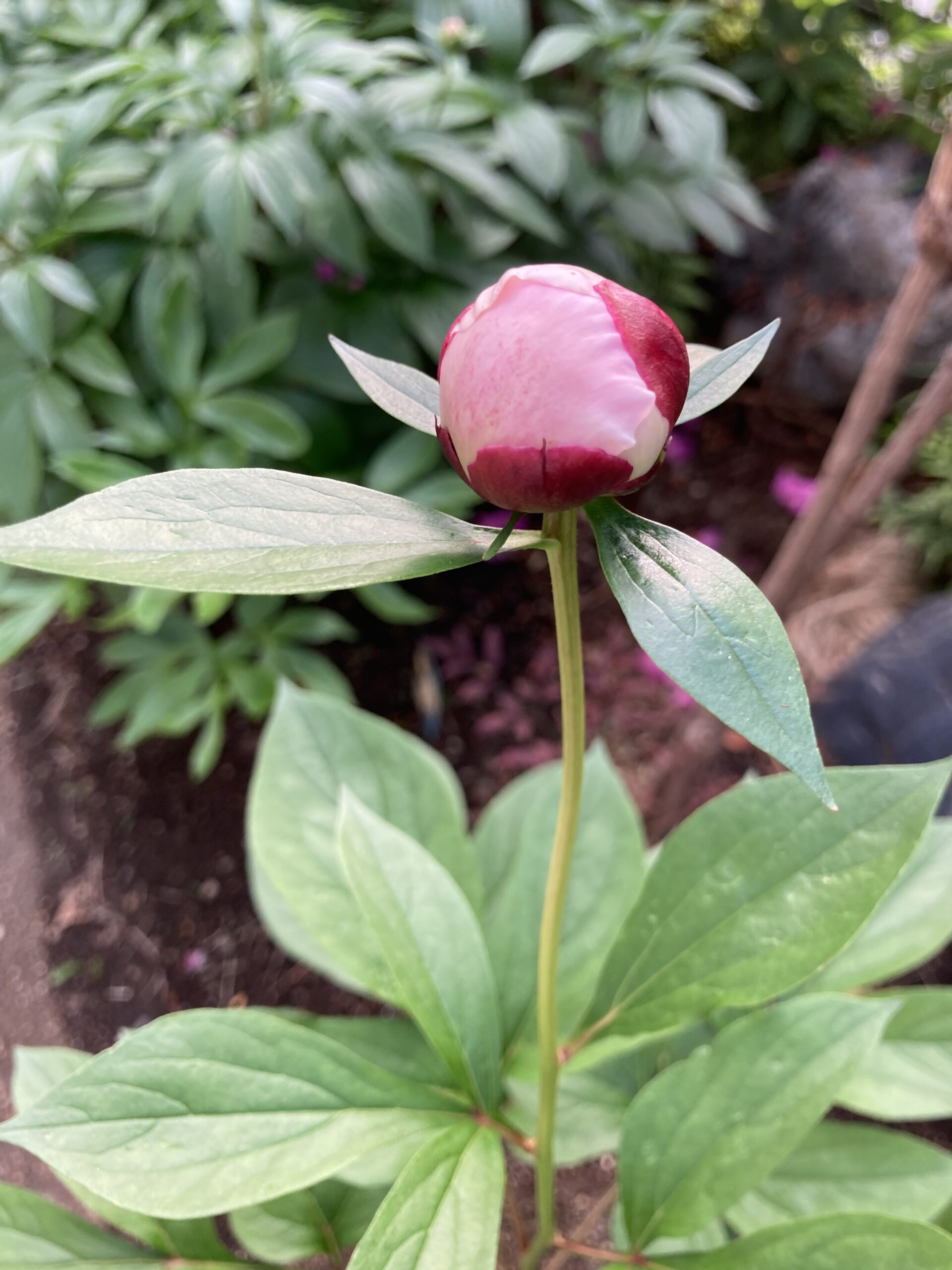 波の華の蕾のアップ③