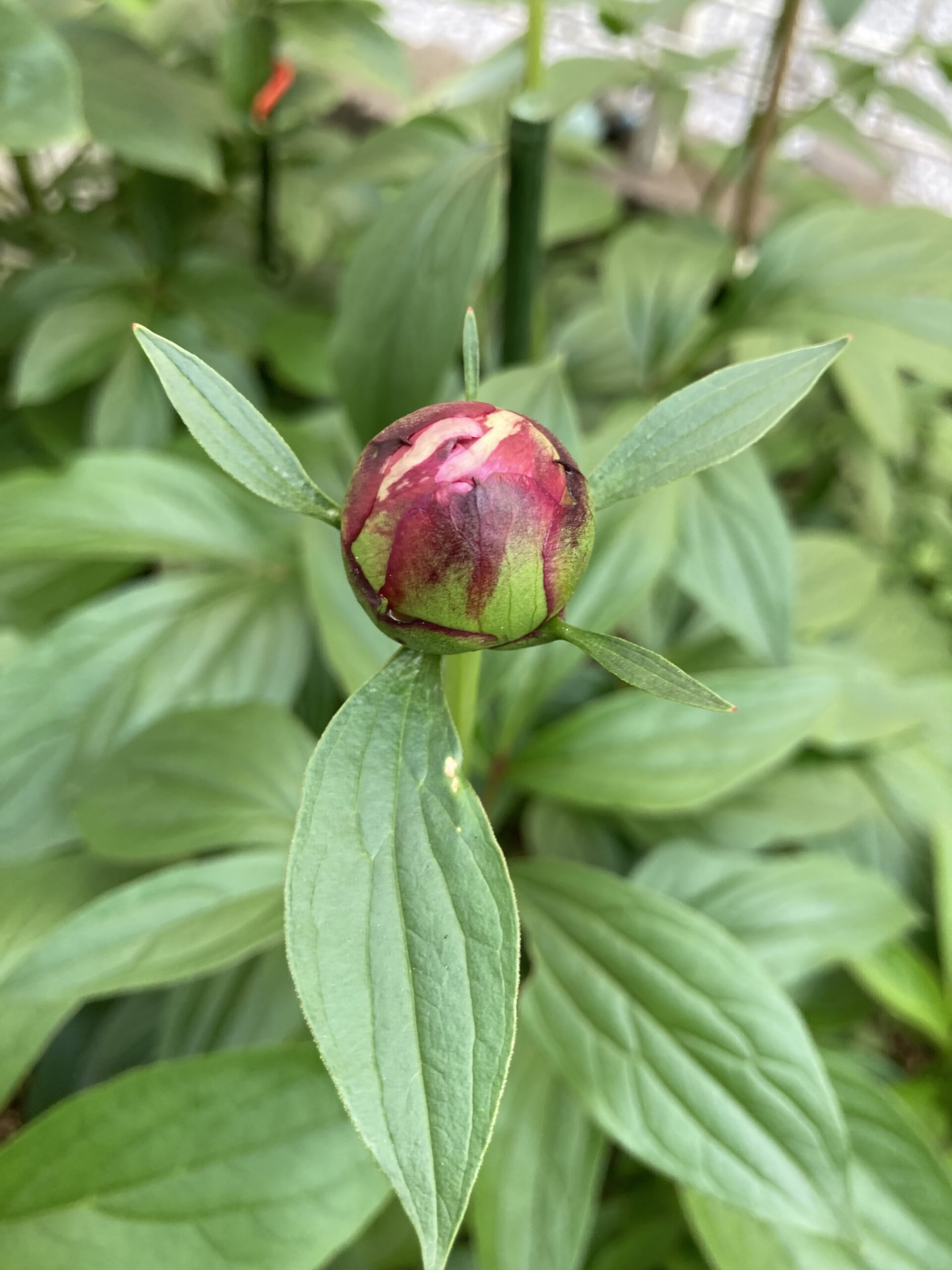 サラベルナールの蕾のアップ③