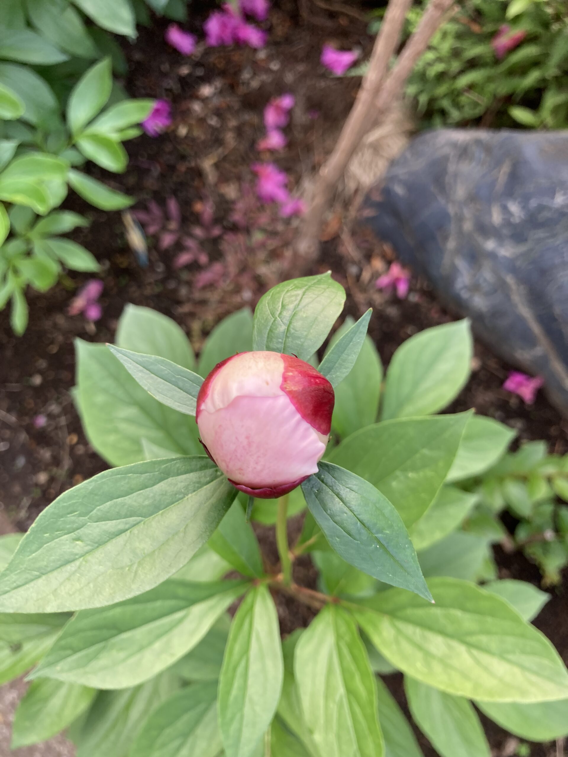 波の華の蕾のアップ④