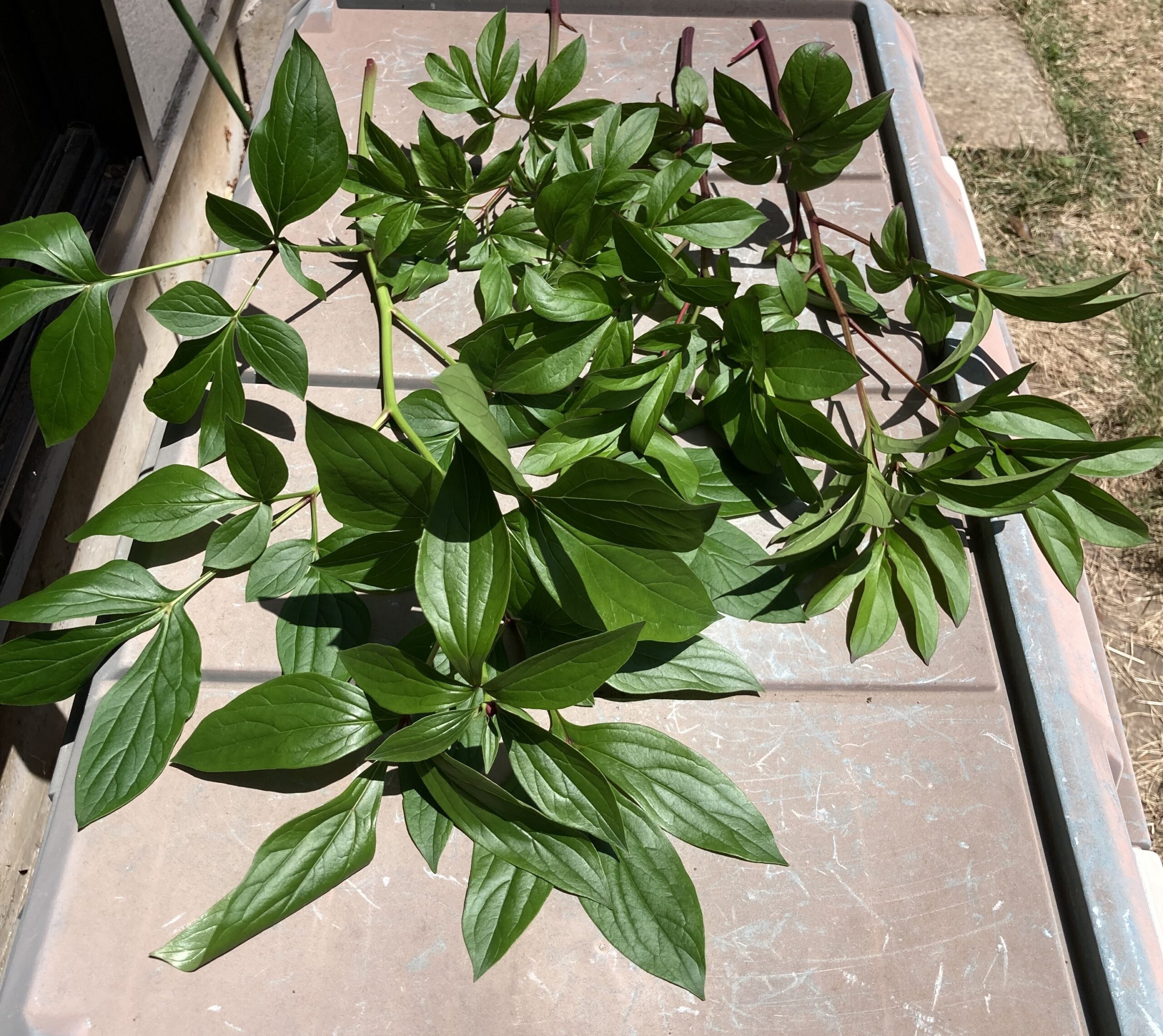 茎の間引きの全体。随分間引いた。いずれも蕾が全く付いていない茎。ラテンドール、サラベルナール、そしてモーボクエン。
