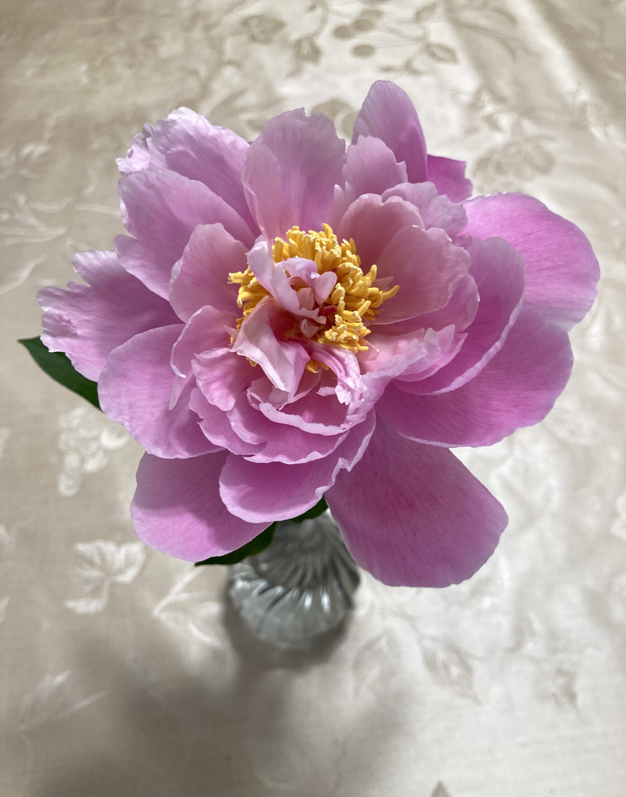 綺麗に咲いてくれた!