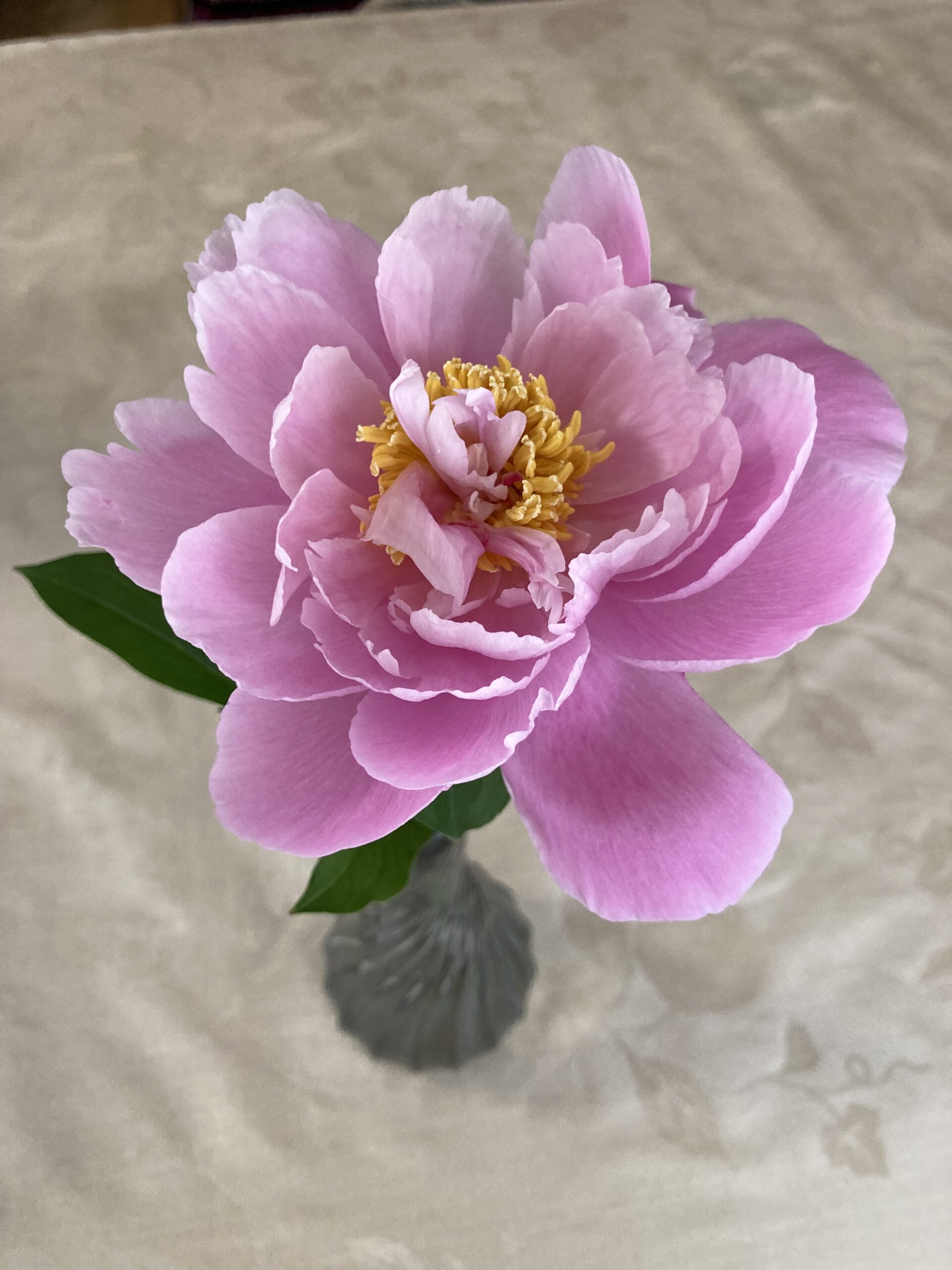 綺麗に咲いてくれた!花弁が少なくおしべが見える。