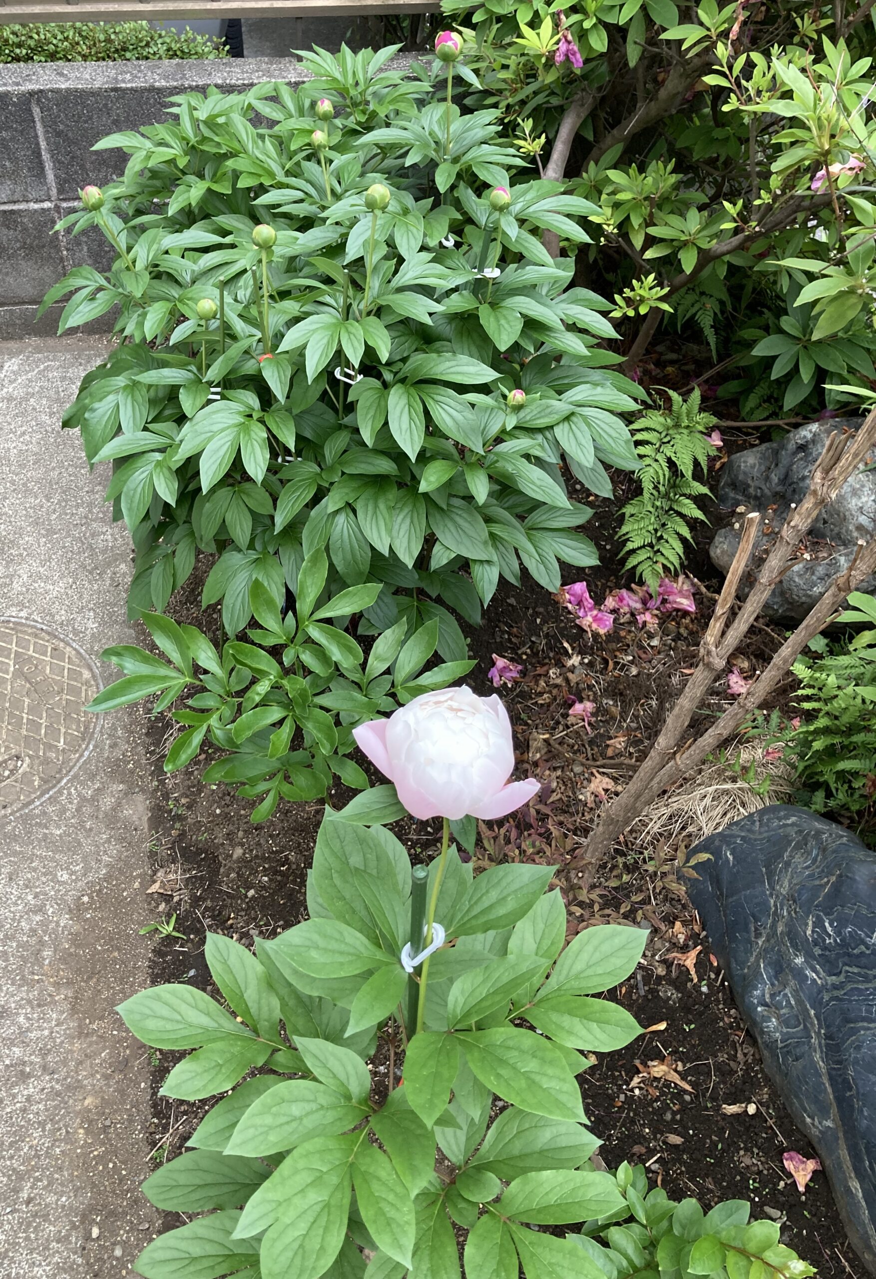 玄関側のシャクヤク畑。唯一、波の華だけが咲いている。奥は夕映。その間にあの黄花シャクヤクの楊貴妃が小さな姿を見せているのが分かるだろうか。