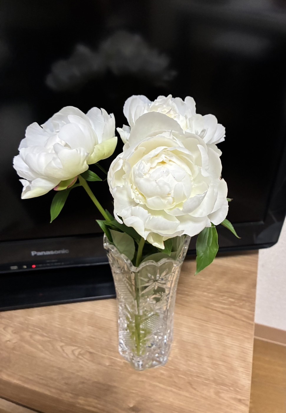 友人宅の花瓶で咲くラテンドール。2025.5.9撮影