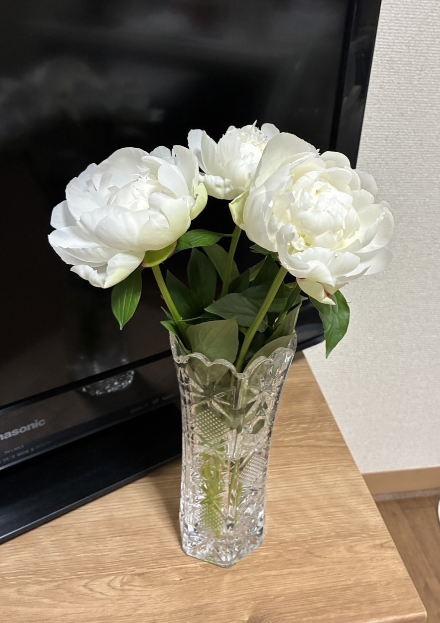 友人宅の花瓶で咲くラテンドール。2025.5.9撮影