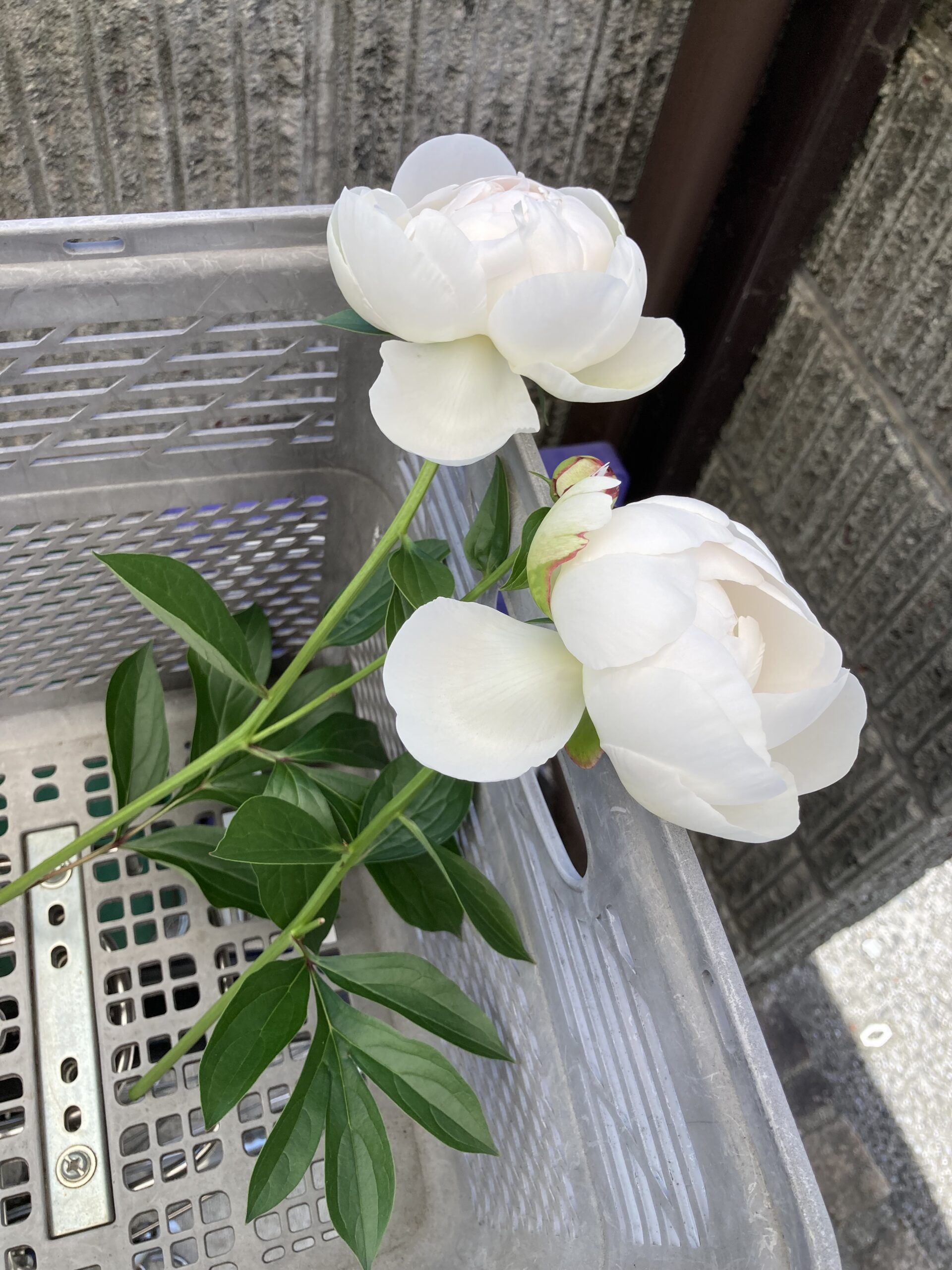 開花し始めたもの。この後、ドンドン花が大きくなってくる。2025.5.11撮影