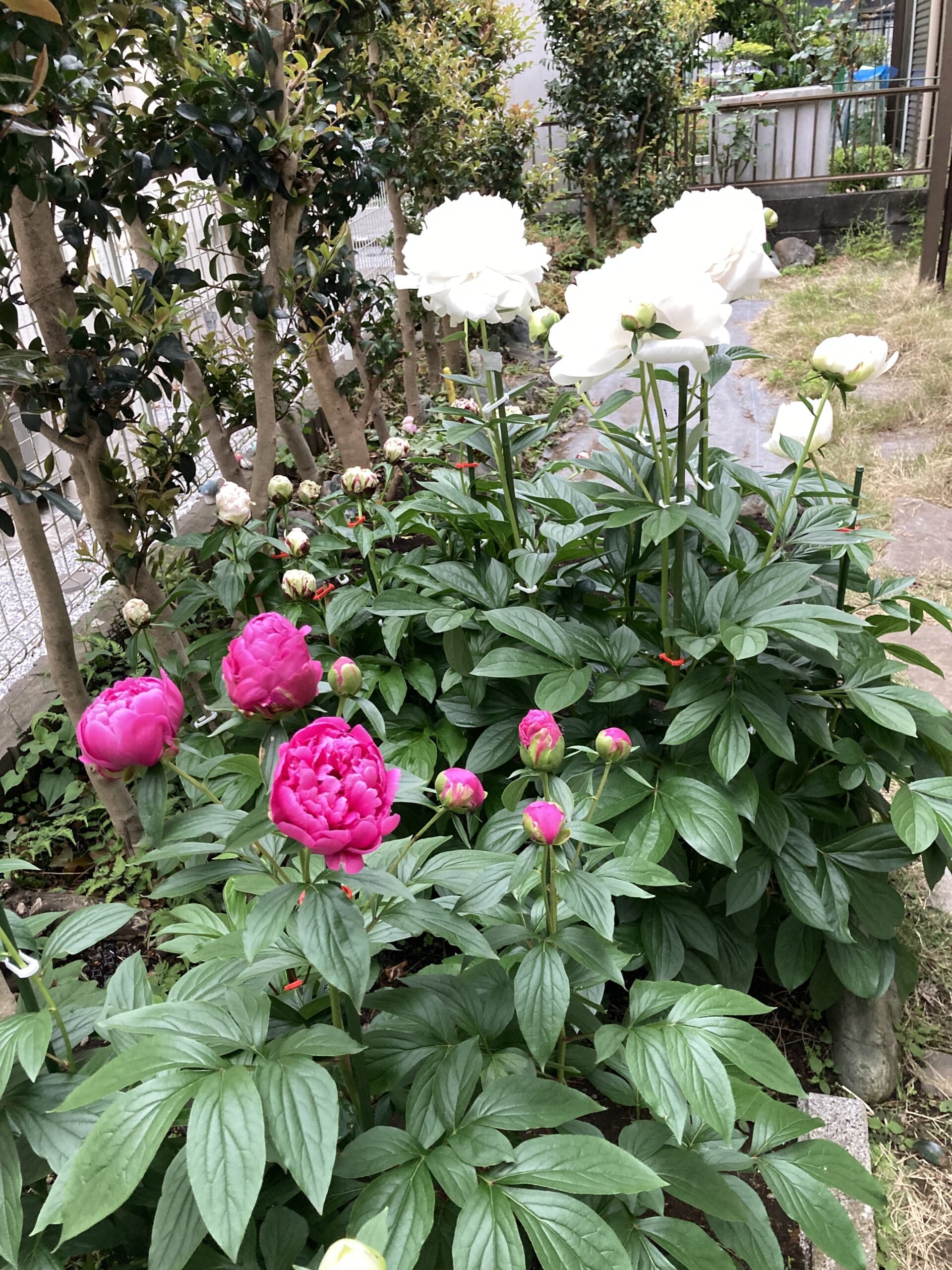 夕映側から西側を写したもの。ラテンドールの満開は続いており、その左手に麒麟丸。麒麟丸は背が低い。開花はまだしばらく先だろう。