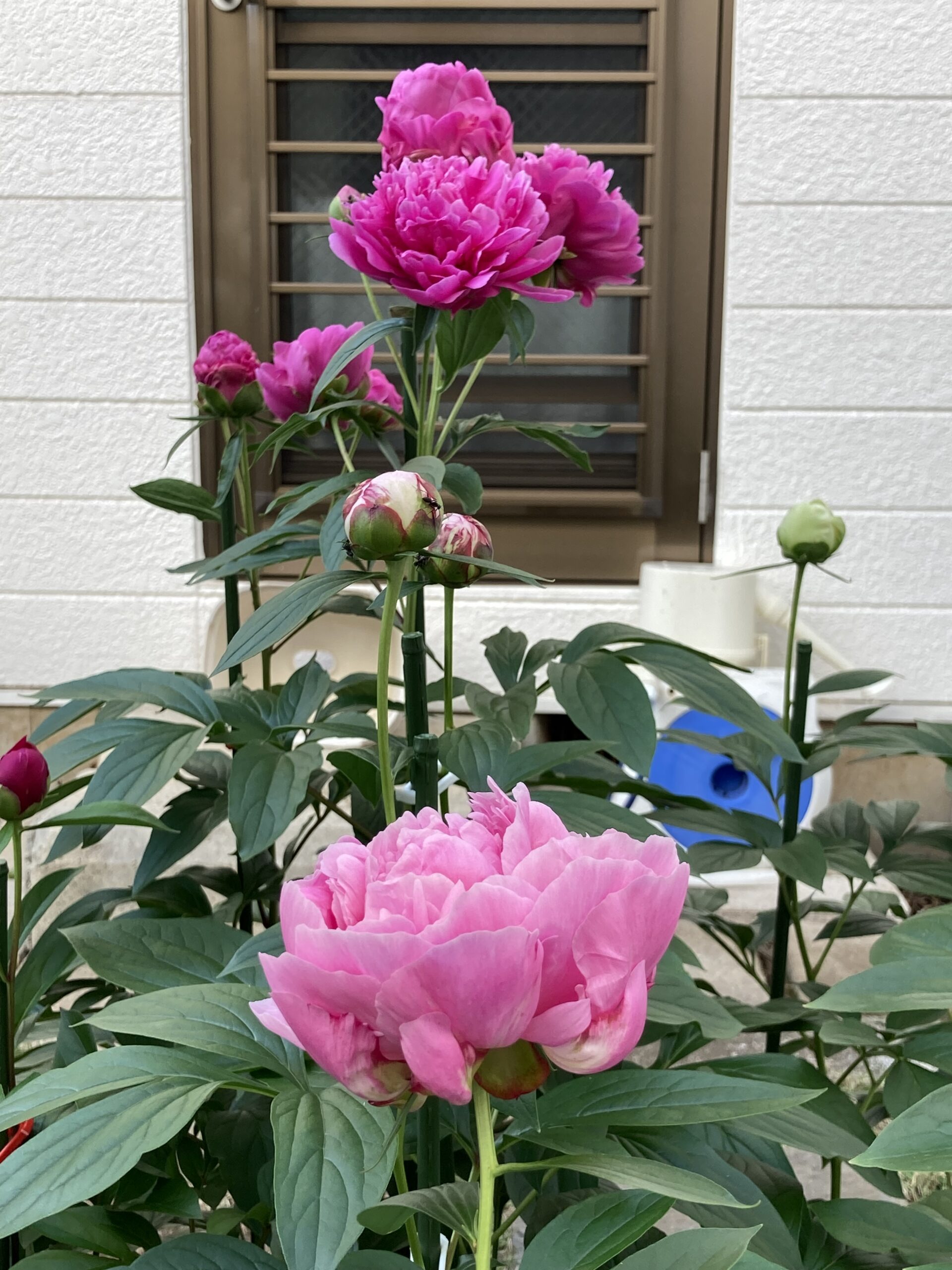 南のアパート側から撮影。手前正面がアレックスフレミング。その奥の豪華な花群が夕映。その間にある2つの蕾がサラベルナール。右の蕾がかぐや姫。左端の赤い蕾がモーボクエンだ。2025.5.13撮影